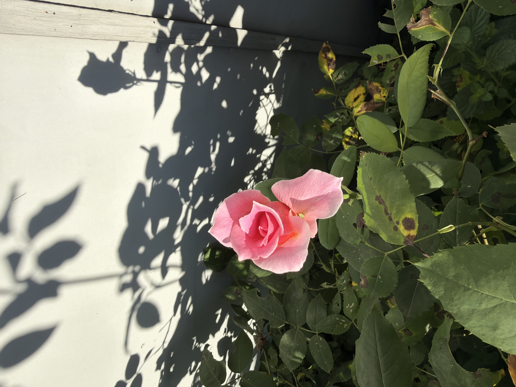 A single pink rose blooms in a garden in Pazardzhik, Bulgaria. The rose is in focus in the foreground, with its petals unfurling. Behind the rose, a white wall is visible, casting dark shadows of leaves and branches from the rose bush. The shadows create a dappled pattern on the wall, suggesting the presence of sunlight. The rose bush itself is lush, with green leaves, some of which show signs of age or disease, with yellowing and brown spots. The overall impression is one of a peaceful, natural scene within an urban environment.