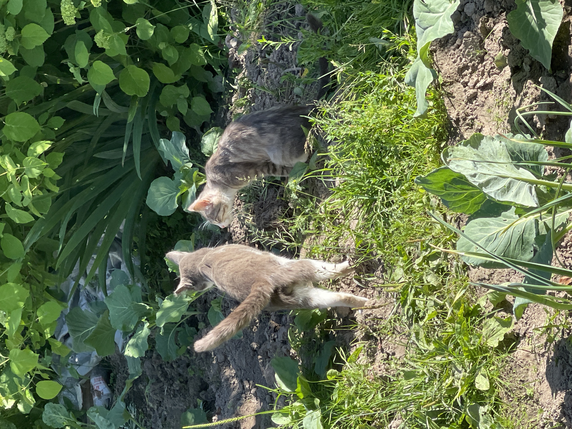 Two domestic cats are in a garden setting. One cat, a tabby with grey and brown stripes, is lying on its back on the soil, with its paws extended. It has a white belly and white legs. The second cat, also a tabby with grey and brown stripes, is standing and looking down at the ground. Both cats appear to be healthy and well-groomed. The garden is overgrown with green plants and weeds. The soil is visible in patches, and there are large green leaves from what appear to be cabbage plants. The sun is shining brightly, casting shadows on the ground, suggesting it is daytime and the weather is clear. The scene is located in a garden in Заречный, Russia. There is no visible text in the image.