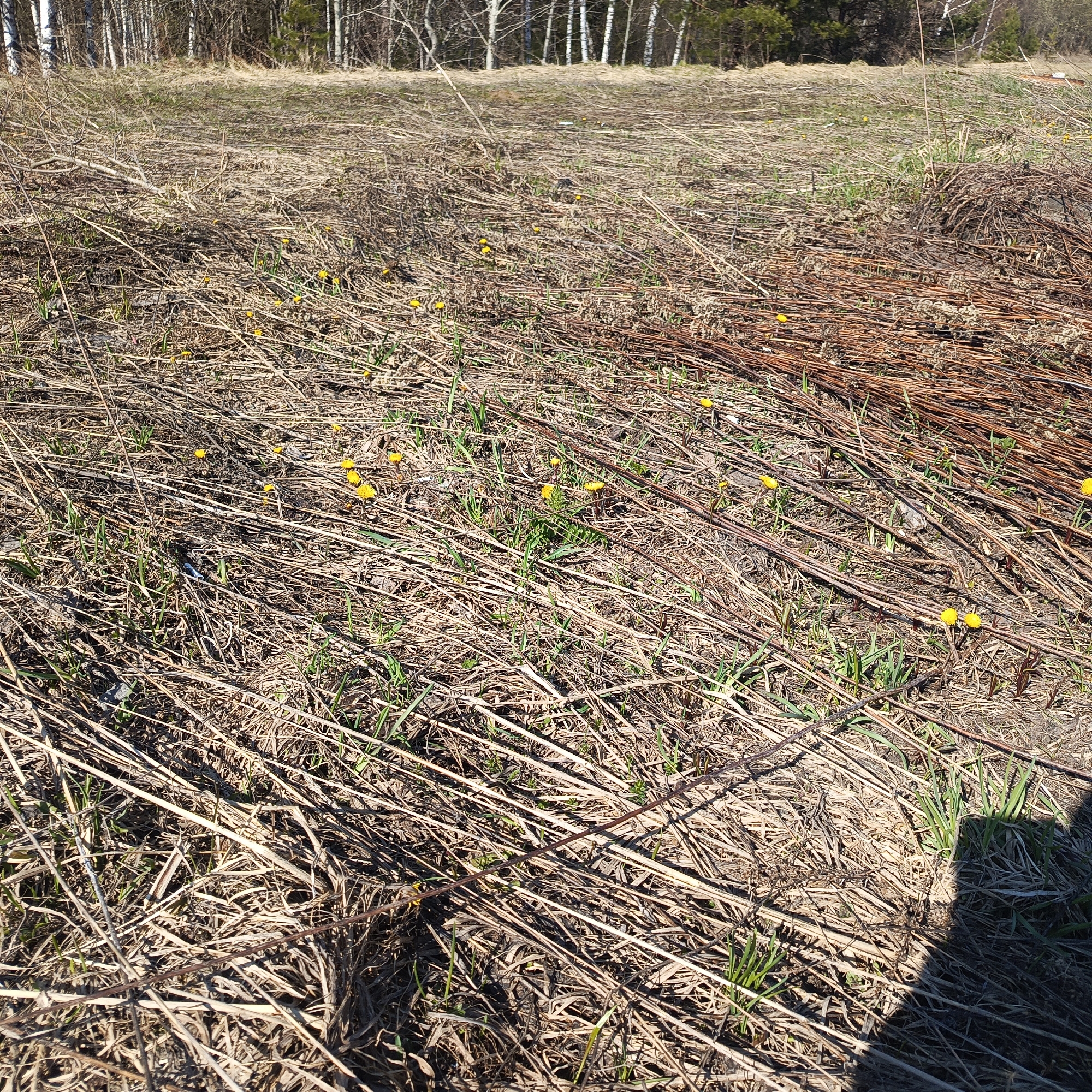 The image shows a ground-level view of a grassy field in Markovskii, Russia. The field contains a mix of dead, brown vegetation (straw, dry grass, twigs) and patches of new green grass. Scattered throughout are small yellow flowers (likely dandelions). A pile of thin, brown branches or bundled reeds is visible on the right side of the frame. A treeline with birch trees is in the background. The scene is illuminated by sunlight, casting shadows on the ground.