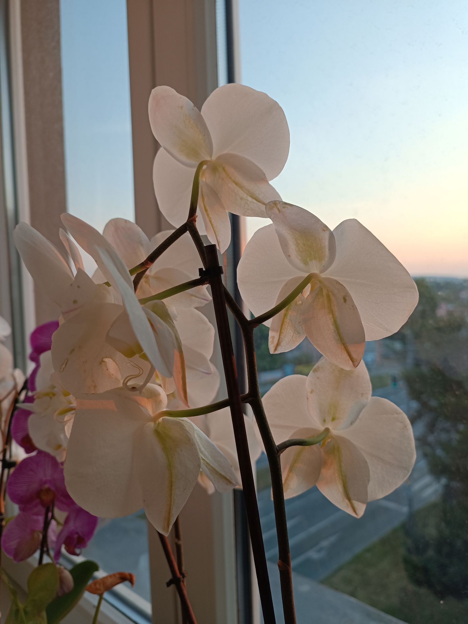 A close-up, eye-level shot captures a spray of white phalaenopsis orchids against a blurred background of a window view. The flowers, with their characteristic petal shapes, are illuminated by soft, warm light, possibly from a sunset or sunrise. Some petals show faint greenish veins. Behind the orchids, a window reveals a distant cityscape with buildings and trees, rendered out of focus. The sky above the cityscape transitions from a pale blue near the top to a soft orange hue near the horizon. On the left side of the frame, a hint of purple orchids is visible. The overall atmosphere is tranquil and serene, emphasizing the delicate beauty of the flowers and the soft light of the fading day.