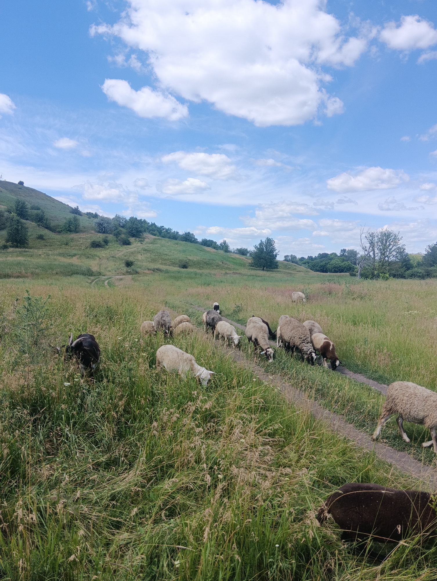 A flock of sheep grazes in a grassy meadow on a sunny day. The sky is a vibrant blue, dotted with fluffy white clouds. A gentle slope rises to the left, covered in green grass and scattered trees. A dirt path winds through the meadow, and the sheep are scattered along it, some grazing, others walking. A single black goat with large horns stands out among the flock, closer to the viewer. The overall scene evokes a sense of peaceful rural life. The time of day appears to be midday, given the bright sunlight. There is no visible text in the image.