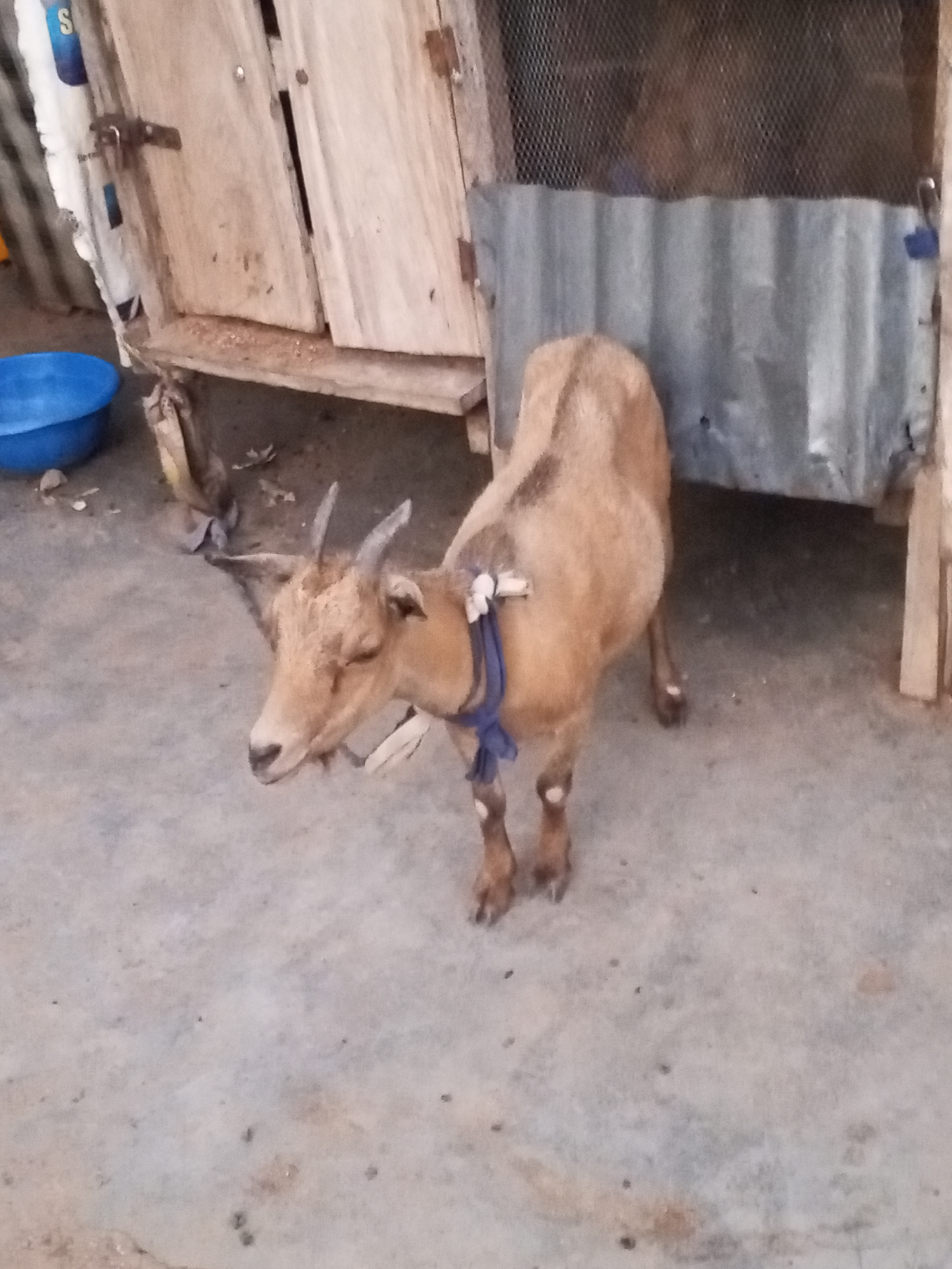 A light brown goat with a blue rope around its neck stands on a concrete surface. The goat is positioned near a dilapidated wooden structure that appears to be an animal enclosure. The enclosure is partially covered with corrugated metal sheets and wire mesh. A blue plastic bowl sits near the enclosure. The scene is captured outdoors, likely in a residential area. The location is Lokoja, Nigeria.