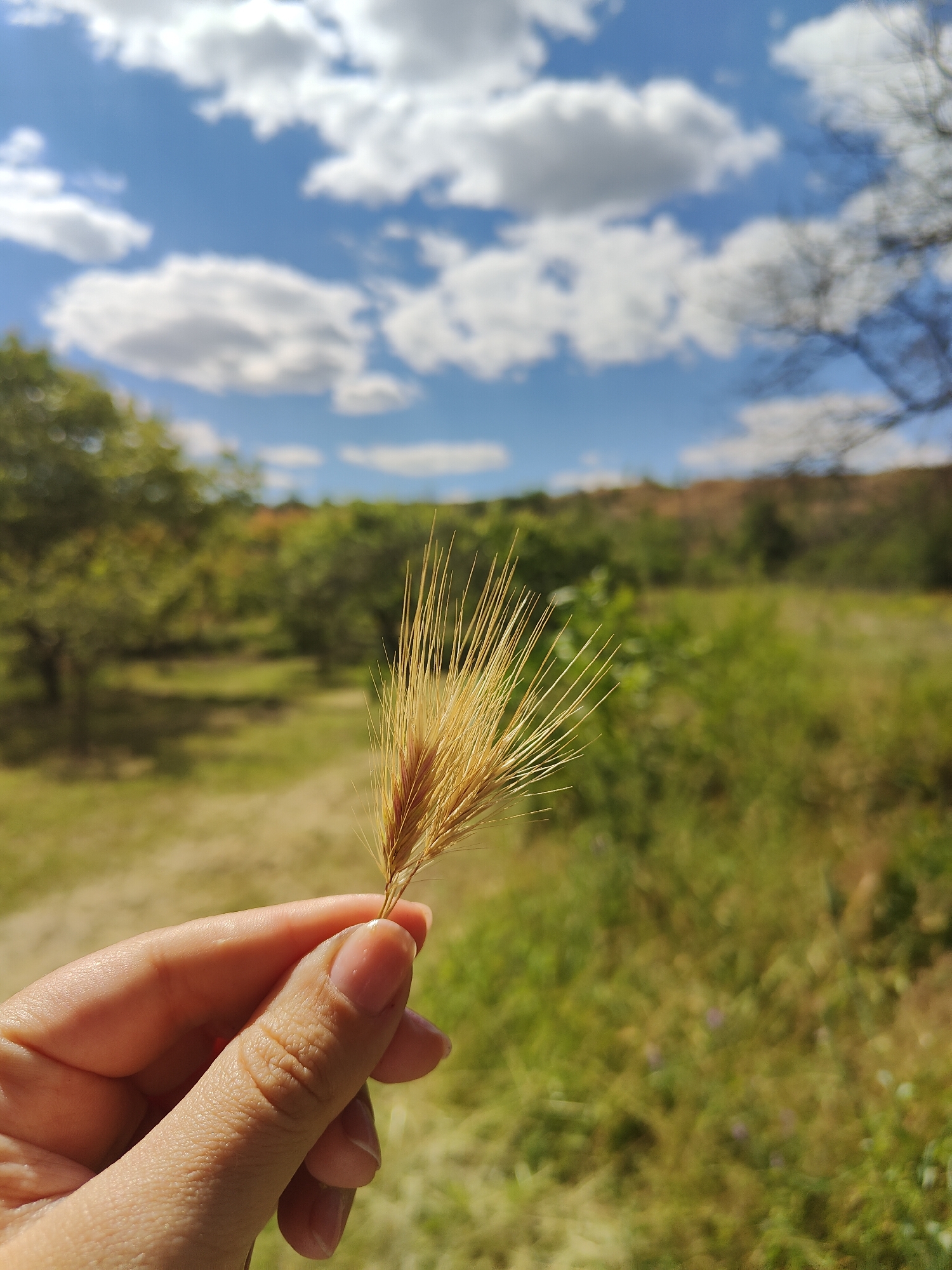 The image shows a close-up of a person's hand holding a stalk of dry grass. The hand is in the foreground, with the dry grass held between the thumb and forefinger. The grass is golden brown and has many thin, spiky strands. The background is out of focus, but appears to be a natural landscape. There are green trees and bushes, and a hilly area in the distance. The sky is blue with scattered white clouds. The lighting suggests it is daytime, likely late morning or early afternoon. The overall mood is peaceful and serene. There is no visible text in the image.