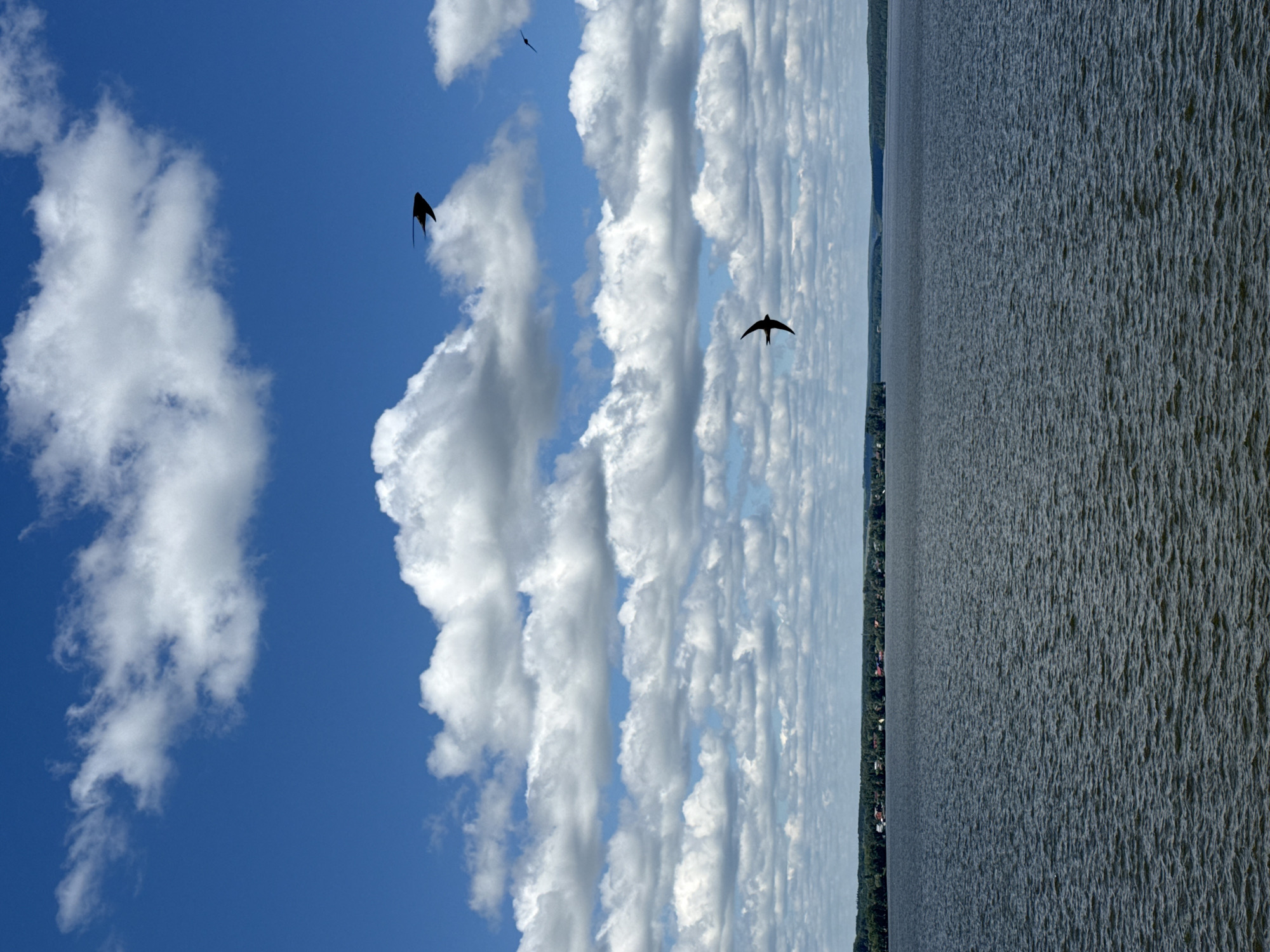 The image captures a wide view of the Votkinsk Reservoir in Votkinsk, Russia, under a partly cloudy sky. The reservoir occupies the majority of the frame, with its dark, rippled surface reflecting the sky. Along the horizon, a lush green treeline stretches across the landscape, dotted with small red-roofed buildings that suggest a village or settlement. The sky above is a vibrant blue, populated by large, fluffy white cumulus clouds that are characteristic of a pleasant day. Three silhouetted birds, possibly swallows, are in flight against the backdrop of the clouds and sky. One bird is positioned in the upper right quadrant, another in the middle right, and the third in the lower middle section of the image. The overall impression is one of a serene natural landscape with avian life in motion.