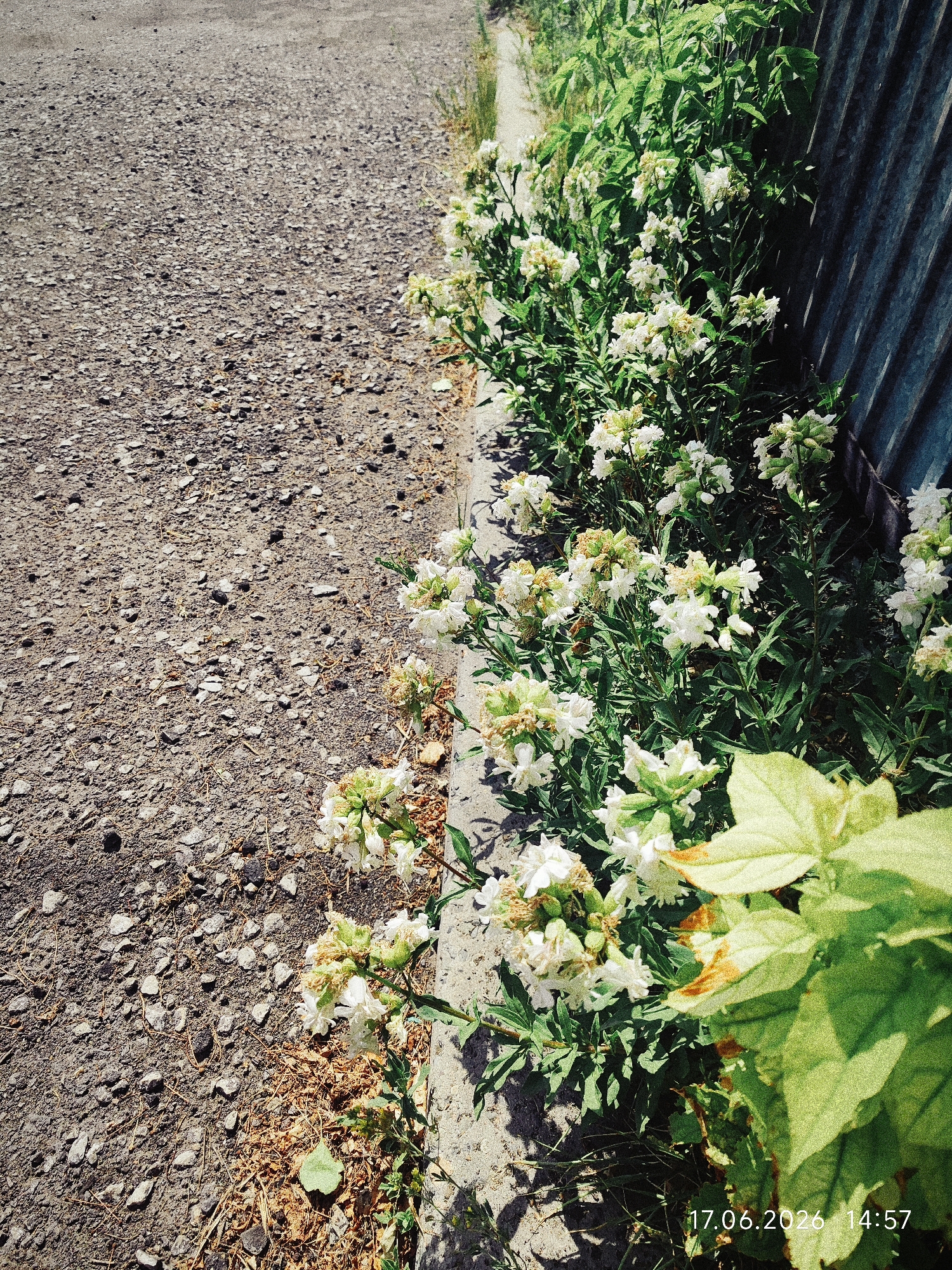 This media file depicts an outdoor scene with a focus on a patch of white wildflowers growing along a concrete curb. The flowers are clustered and appear to be in bloom, with some green foliage and a few dried brown leaves interspersed. To the left of the flowers is a gravel surface, likely a road or pathway. To the right of the flowers is a corrugated metal surface, possibly part of a fence or barrier. The lighting suggests it is daytime, with shadows cast on the ground, indicating bright sunlight. The image is dated "17.06.2026 14:57". The location context provided is Үштөбе, Kazakhstan. The overall impression is one of natural beauty in an urban or semi-urban fringe environment.