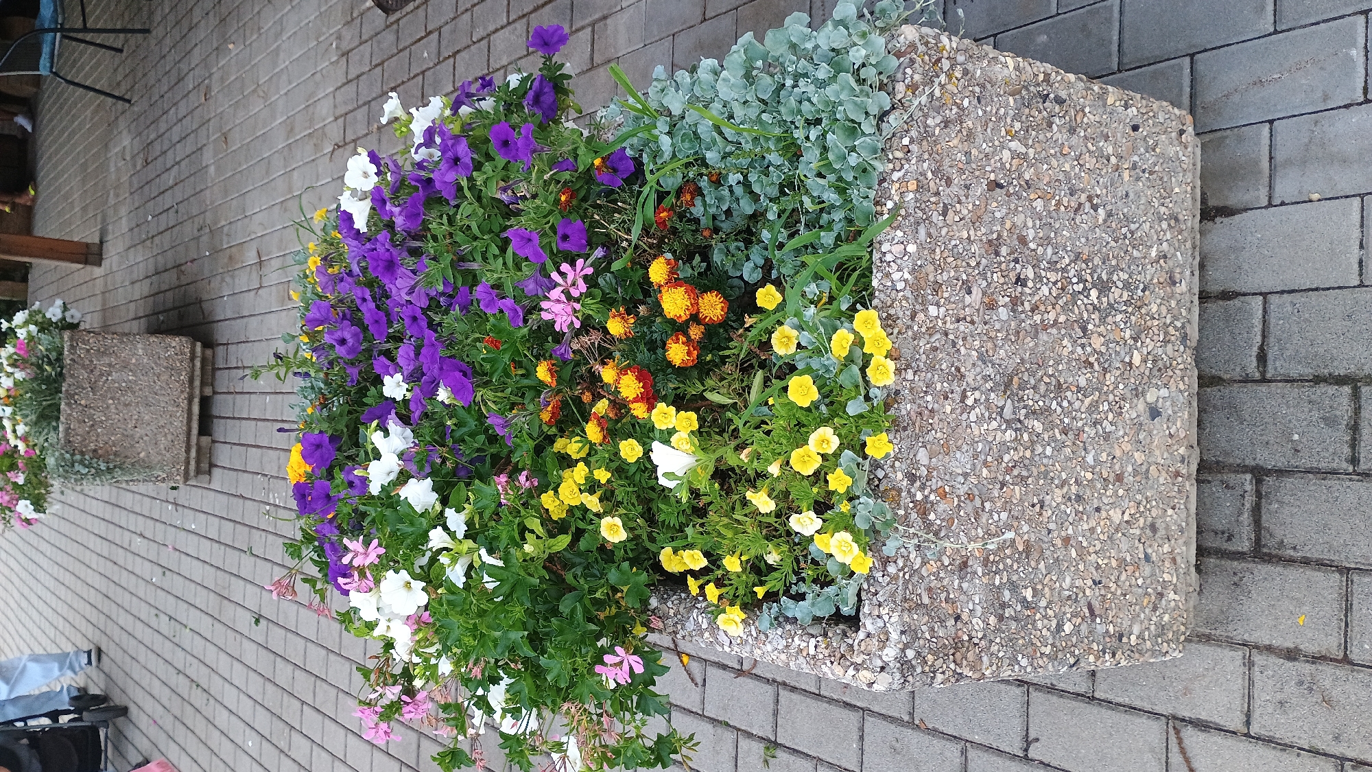 The image shows a rectangular concrete planter filled with a variety of colorful flowers, including purple petunias, white petunias, pink geraniums, yellow calibrachoa, and orange marigolds. The planter is situated on a paved walkway made of grey interlocking bricks. In the background, another similar planter filled with flowers can be seen. A person is partially visible in the upper left corner, walking with a stroller. The scene appears to be an outdoor public space in Sokolov, Czechia, likely a park or a street.