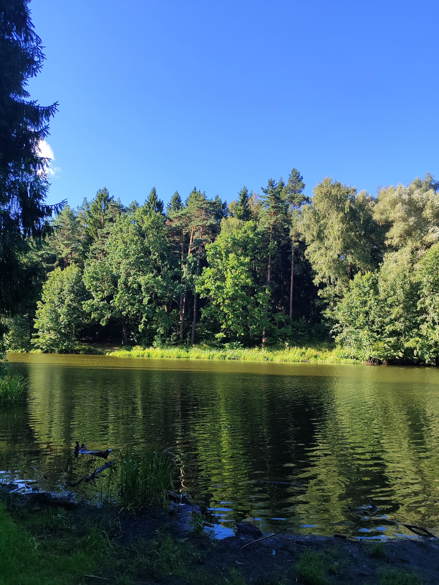 The image depicts a serene lake scene surrounded by a dense forest under a clear blue sky, suggesting a warm, sunny day, likely midday. The foreground is occupied by the calm, rippling surface of the lake, reflecting the lush green trees that line its edge. The water's surface is a mosaic of greens and dark shadows, with subtle wave patterns creating streaks of light and darker tones. Near the shore, several fallen branches and some tall green reeds are visible, adding a touch of wildness to the otherwise tranquil setting.
The background is dominated by a thick wall of trees, a mix of coniferous and deciduous species, showcasing vibrant shades of green. The trees vary in height and density, creating a rich tapestry of foliage that stretches across the horizon. A few taller pine trees stand out amongst the broader leafed trees. The clear, unblemished blue sky occupies the upper portion of the image, with a hint of a white cloud on the far left, peeking from behind a tall evergreen tree that partially frames the left side of the scene.
There are no people or visible text in the image. The overall atmosphere is one of peace and natural beauty, evoking a sense of calm and seclusion. The location context of Mahilyow, Belarus, suggests this is a natural landscape within that region.
