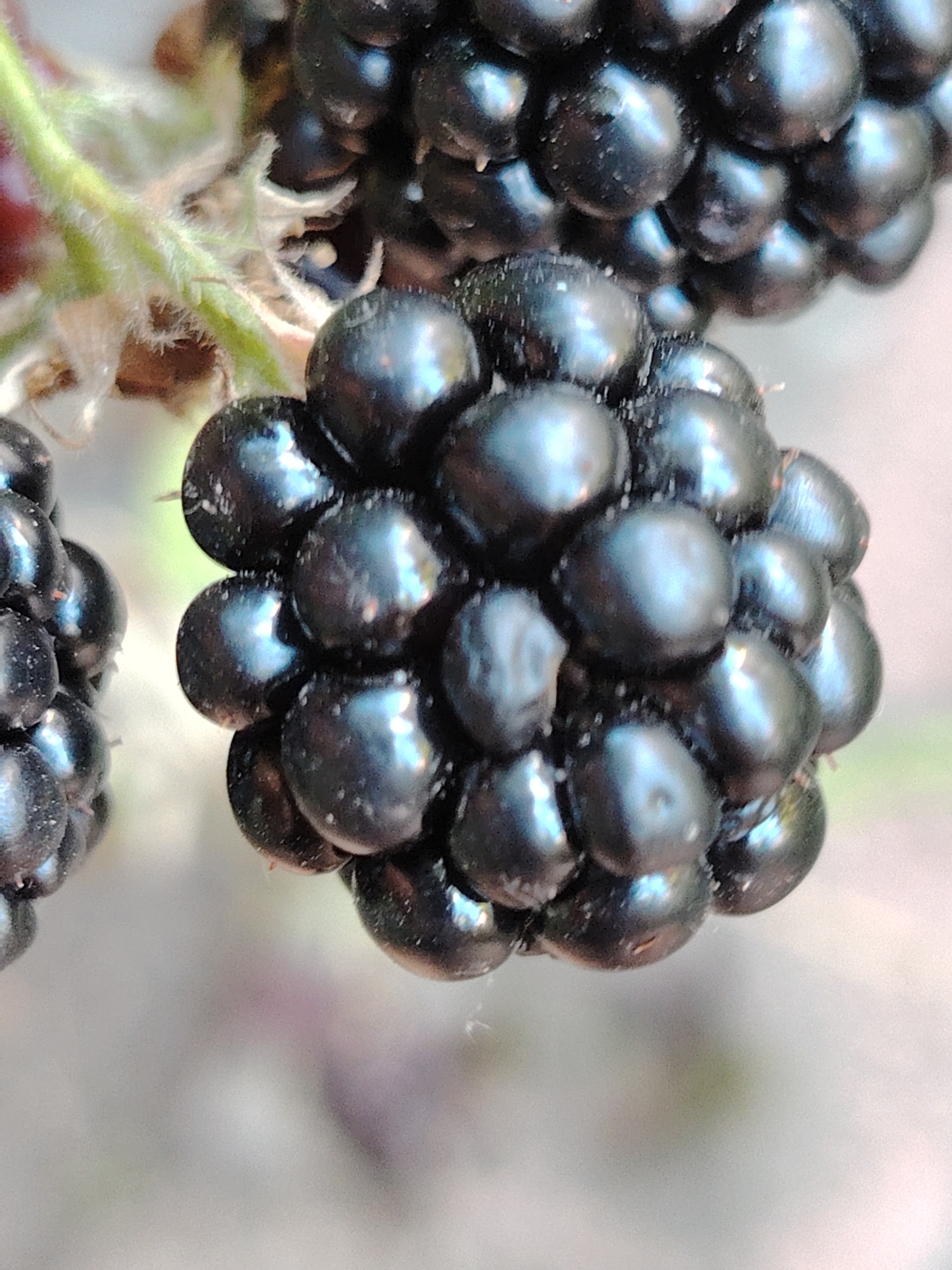 The image is a close-up shot of a cluster of ripe blackberries. The berries are dark purple to black and have a shiny, reflective surface, indicating they are fresh and possibly wet. They are clustered together in a typical aggregate fruit formation. A few fine hairs and small thorns are visible on the stems and calyx of the berries, characteristic of a blackberry plant. The background is softly blurred, suggesting a shallow depth of field, with muted colors of green and beige, which could be foliage and soil. The lighting appears natural, highlighting the texture and sheen of the blackberries. There are no people, structures, or identifiable urban features in the image, making it impossible to determine a specific location within a city or even a country. The image focuses solely on the natural detail of the fruit.