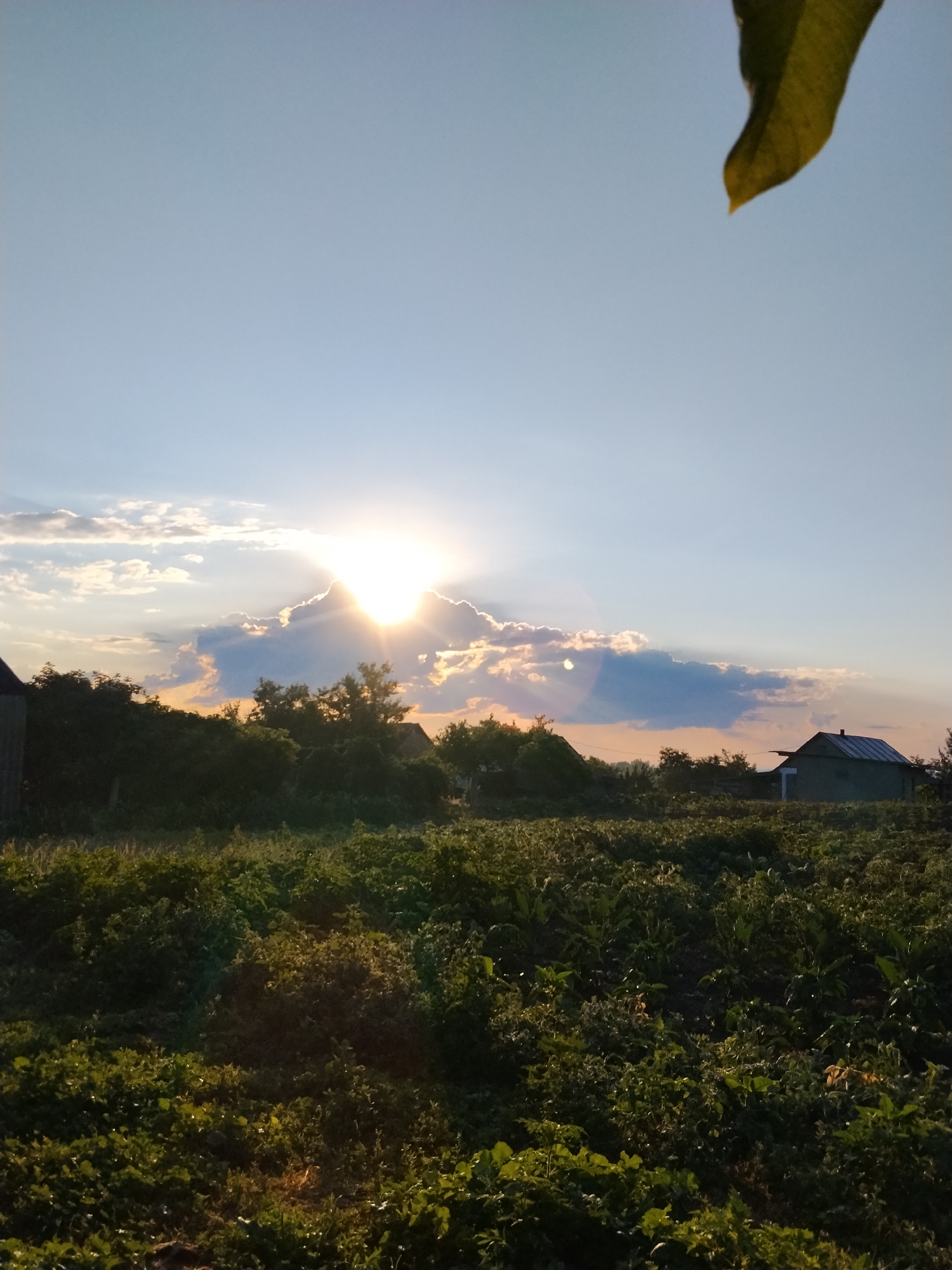 The image captures a rural landscape at sunset in Ustyvytsia, Ukraine. The sky is a clear blue with some scattered clouds, illuminated by the bright, setting sun which peeks through a large cloud formation. Rays of sunlight emanate from behind the clouds, casting a warm glow. In the foreground, a field of green crops stretches across the scene. Further back, a line of trees separates the field from a few houses, one of which has a dark roof and a single visible window. A dark, leafy branch is visible in the upper right corner of the frame, partially obscuring the sky. The overall impression is one of serene, natural beauty at the end of the day.