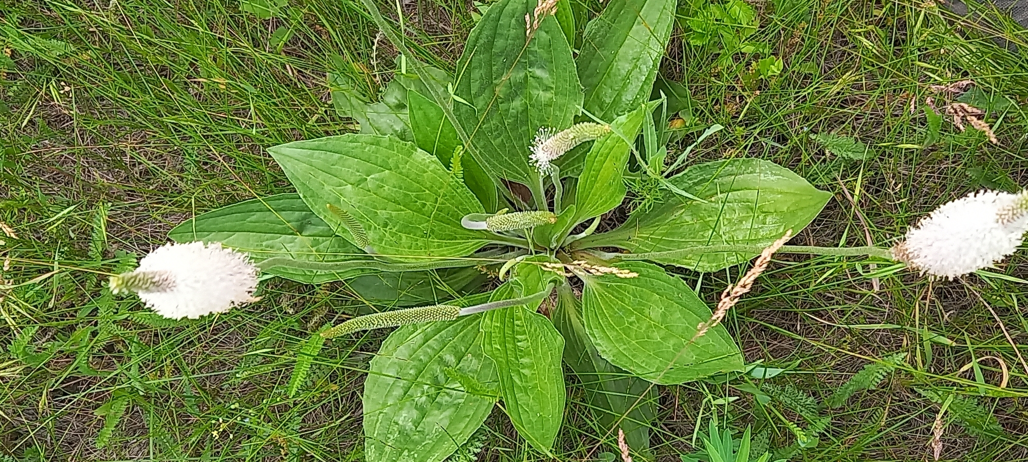 The image displays an overhead view of a large, green plant, identified as Broadleaf Plantain (Plantago major), thriving in a grassy outdoor environment in Kryvyi Rih, Ukraine. The plant forms a prominent basal rosette composed of numerous broad, oval-shaped leaves with distinct parallel veins and slightly wavy margins. The leaves are a rich green color.
Several slender flower stalks, or scapes, emerge from the center of the plant. These stalks are topped with dense, spike-like inflorescences. Some spikes appear to be in an earlier stage, showing a light green, developing form, while others are fully bloomed, presenting a fluffy, off-white appearance from the numerous small, individual flowers. Two particularly prominent white flower spikes extend outwards from the central plant, one towards the left and another towards the right side of the frame.
The plant is surrounded by a dense layer of green grass mixed with some dry, straw-like grass and other small green plants, suggesting an uncultivated area such as a meadow, field, or overgrown patch of ground. The lighting indicates it is daytime, with soft, ambient light illuminating the scene, as no harsh shadows are visible. There is no specific activity taking place, nor are there any people or visible text in the image. The overall impression is one of natural botanical growth.
