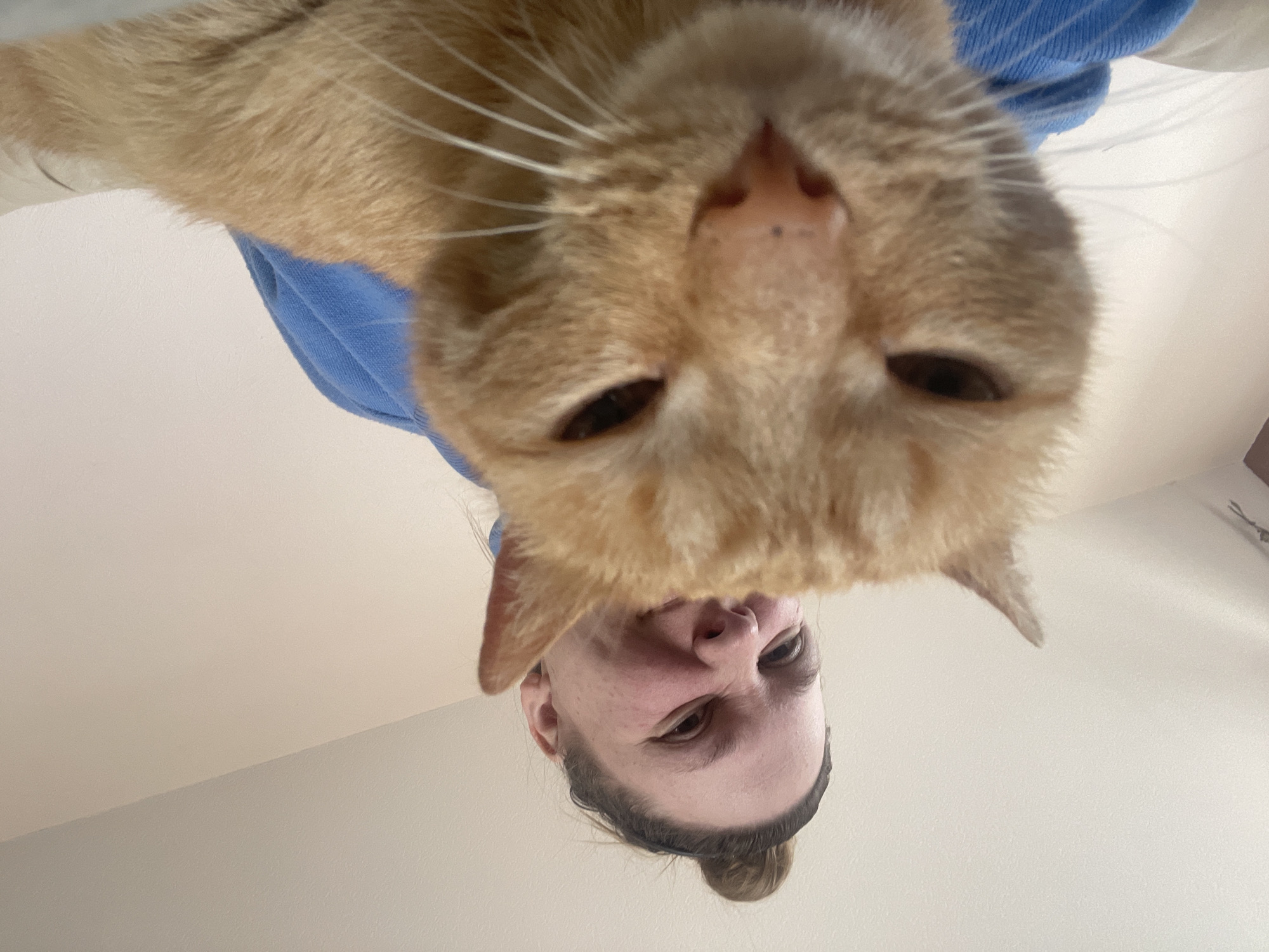 A close-up, upward-facing view features an orange tabby cat positioned directly above a person, with the cat's face taking up a significant portion of the frame. The person's face is visible beneath the cat. Both are partially framed by the light beige wall. A hint of a blue garment is also visible behind the cat. The location of Noviy, Russia, cannot be determined from the visual information provided.