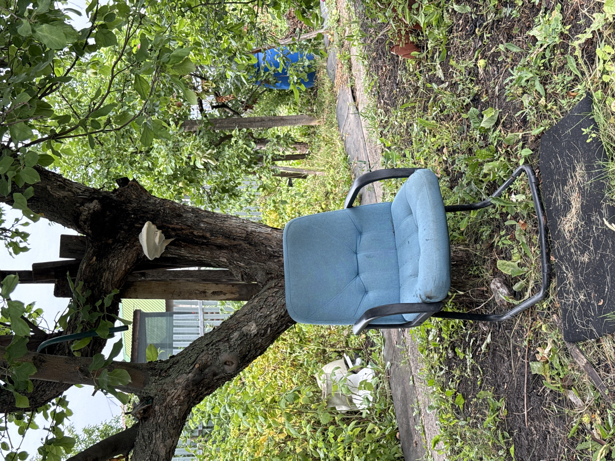 A light blue fabric office chair with black metal arms and a black metal frame is situated outdoors on dark soil mixed with grass and weeds. The chair is positioned in front of a large, gnarled tree. Behind the tree, a pale white shelf fungus is attached to the trunk. The background reveals a lush green garden with various plants, trees, and foliage. To the left, a white plastic object with a conical shape is visible amongst the greenery. Further back, a portion of a building with a green roof and a white fence can be seen. To the right, a large blue plastic barrel is present among the trees. The scene is illuminated by natural daylight, suggesting an overcast or cloudy sky. The overall environment appears to be a backyard or garden area in an unspecified urban location.