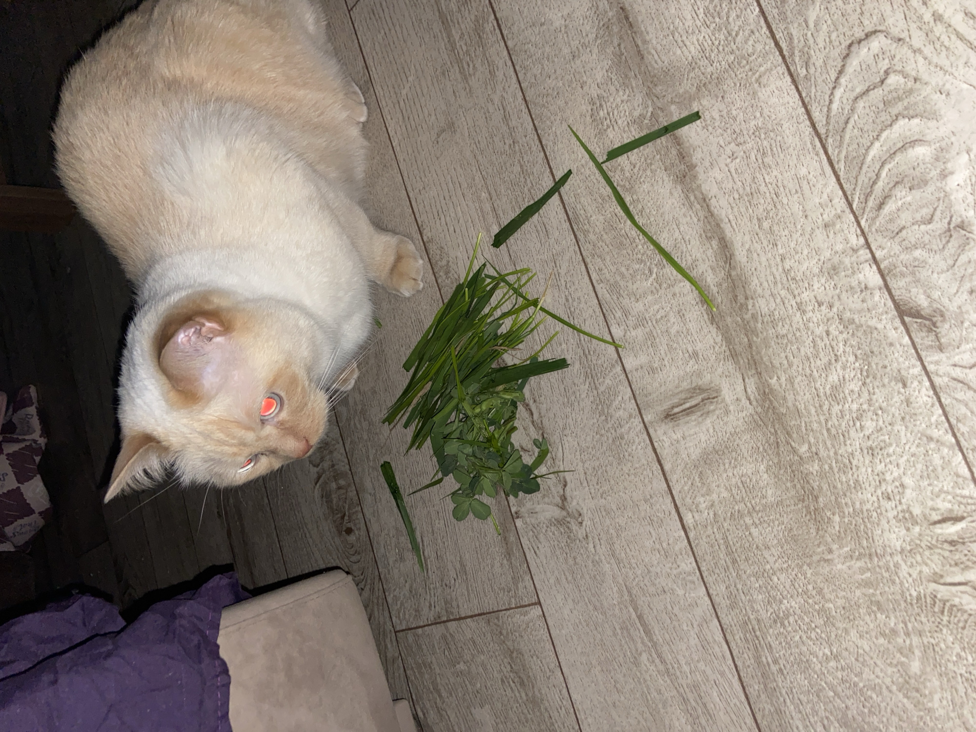 The image captures an indoor scene in Chaikovsky, Russia, featuring a cream-colored cat with darker points (likely a Flame Point Siamese or similar breed). The cat is positioned on a light-colored wooden floor, looking towards a small pile of fresh green grass and clover situated to its right. Its eyes appear red due to the camera flash, indicating artificial lighting or low-light conditions.
The cat is the main subject, lying or sitting with its head slightly raised, seemingly observing or preparing to interact with the greenery. The wooden floor planks run diagonally across the frame, showcasing a natural wood grain. In the bottom left corner, a partial view of a purple fabric, possibly a blanket or cushion, is visible, next to a piece of light-colored furniture, possibly an armrest of a sofa or chair. No text is visible in the image. The overall setting suggests a comfortable home environment.