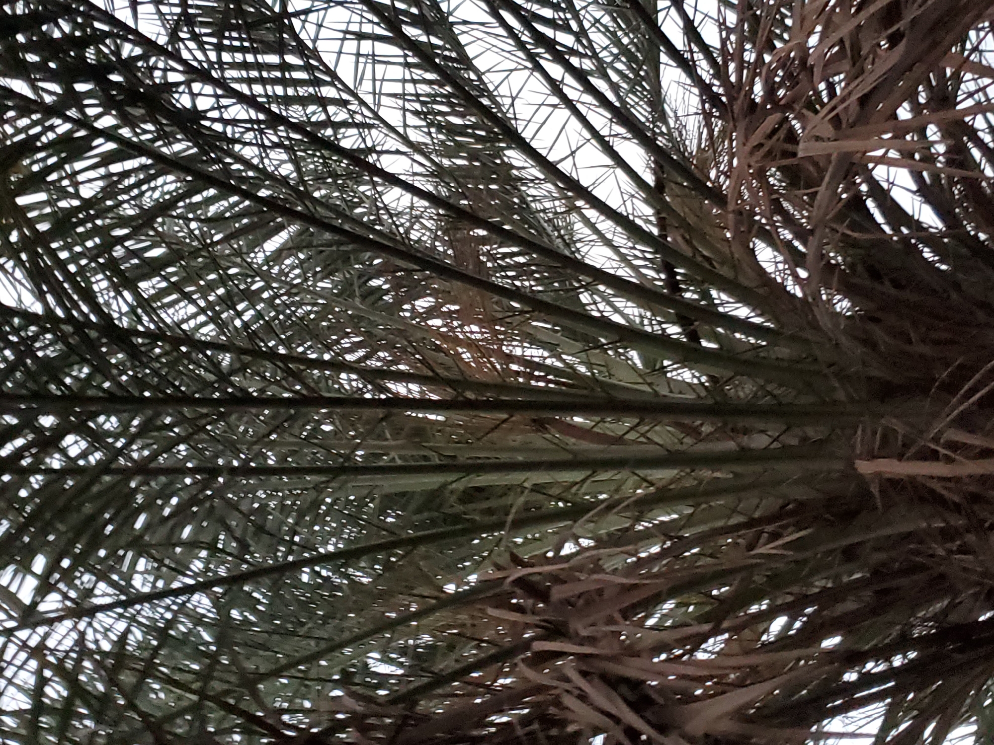 Looking upwards, the image focuses on the intricate canopy of a palm tree. Thin, linear leaves densely overlap, creating a complex pattern against the bright sky visible through the gaps. Some of the leaves are green, while others are brown and appear dried or dead. The location is presumably Mararaba, Nigeria, based on the user’s instruction, though this is not verifiable from the image itself.