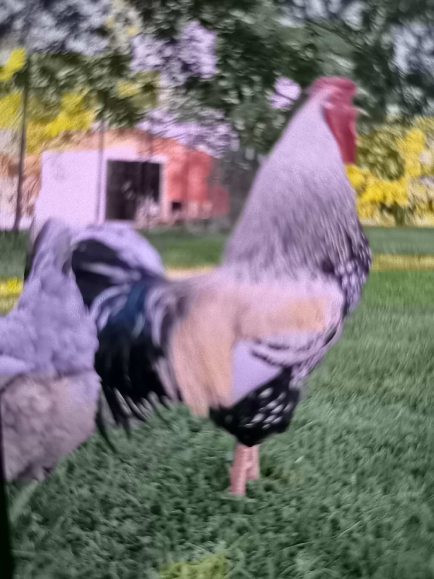 The image shows two chickens in a grassy area, with trees and a building in the background. The chickens appear to be in motion, and the image is slightly blurred, possibly due to movement. One chicken is larger and more colorful, with black, white, and tan feathers. The other chicken is smaller and appears to be mostly gray. The building in the background is light-colored with a darker roof and a window. The trees in the background have green and yellow foliage. The image is taken outdoors, in what appears to be a rural or semi-rural setting. There is no information in the image to suggest it is located in Banjarejo, Indonesia.
