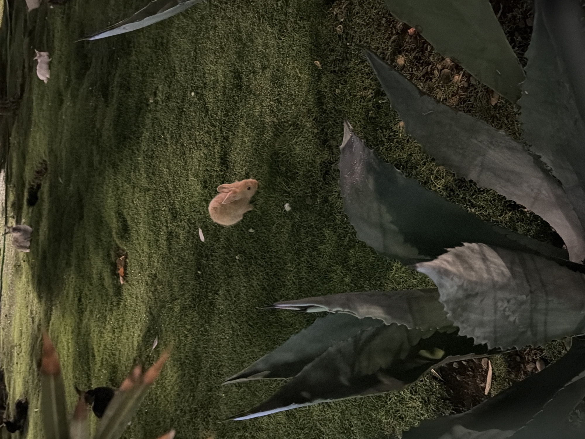 The image depicts a dimly lit outdoor grassy area, likely a park or garden, with several rabbits present. In the foreground, large agave plants dominate the lower portion of the frame. In the middle ground, a small, light orange rabbit is visible standing on the grass. Further back, other rabbits, some darker and some lighter, are scattered across the lawn, with one light-colored rabbit appearing to be lying down. The environment is characterized by short-cut green grass and dappled lighting, suggesting it is either dawn, dusk, or an area with artificial lighting. The image does not provide any specific visual cues to pinpoint its location within Budva, Montenegro.