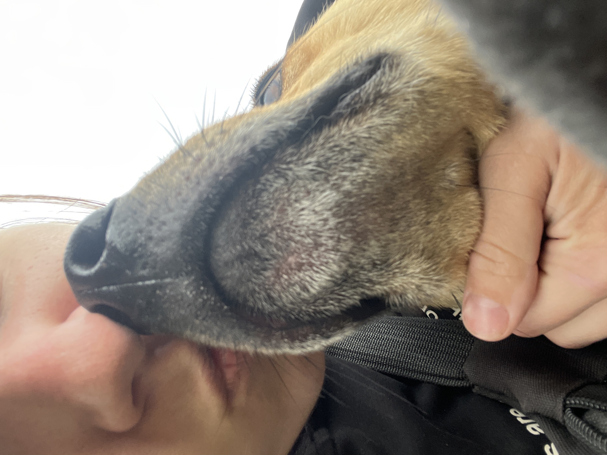 A close-up, over-the-shoulder shot shows a person's nose and mouth area, with a dog's nose pressed against the person's nose. The person's skin is fair, and their lips are slightly parted. The dog has a black nose, prominent whiskers, and fur that is a mix of tan and gray. A hand is visible, gently holding the dog's muzzle. The background is mostly white and out of focus, suggesting an outdoor or well-lit environment. There is a black strap from a bag visible to the left. The image does not contain any information about the location in Nizhny Tagil, Russia.