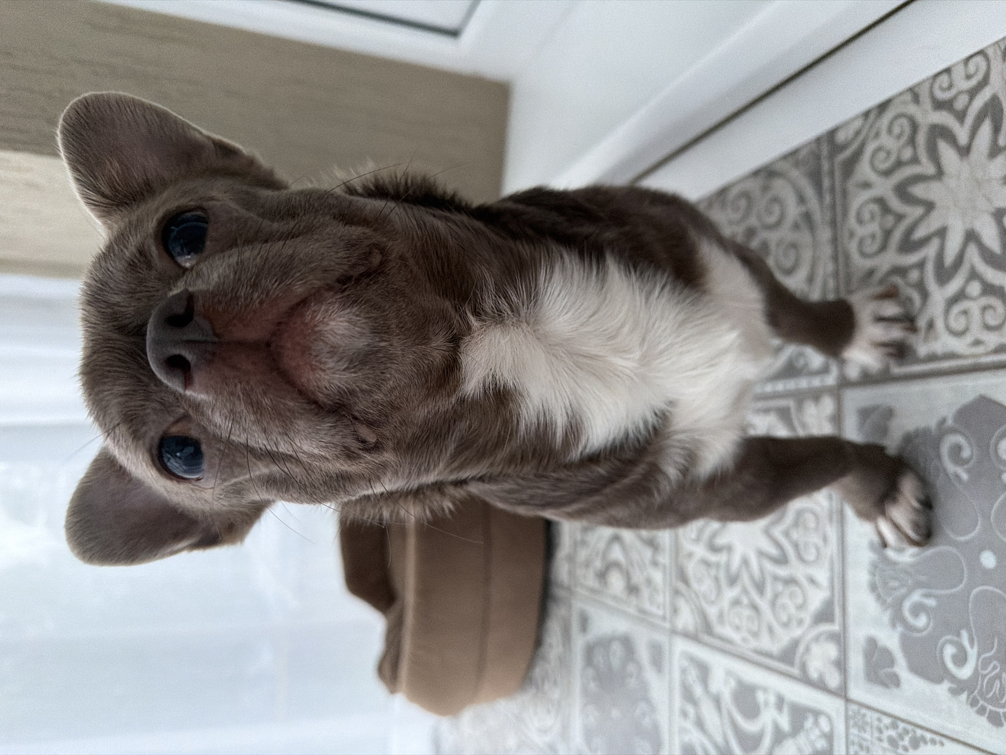 The image shows a dog looking directly at the camera from a low angle. The dog is predominantly brown with a white chest. It is standing on a tiled floor with a grey and white patterned design. A tan-colored pet bed is partially visible behind the dog. The location is unspecified, and there is no indication the image was taken in Votkinsk, Russia. No people are visible in the image.