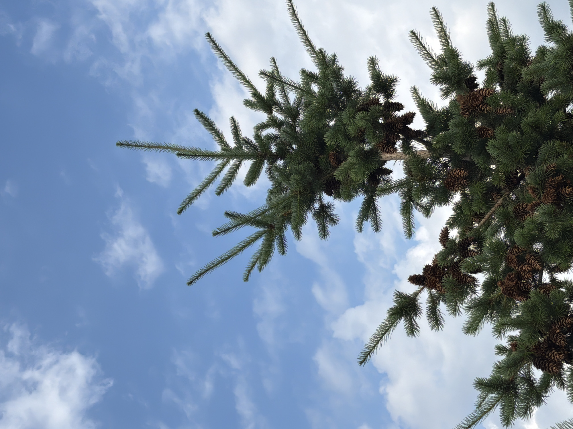 A close-up, low-angle shot captures the underside of a pine tree against a bright blue sky dotted with fluffy white clouds. The pine branches are a deep green, laden with numerous brown pine cones of varying sizes, some clustered together, others hanging individually. The needles are fine and sharp, creating a textured effect. The sunlight filters through the branches, creating highlights and shadows, suggesting a bright, clear day. The perspective looking upwards emphasizes the vastness of the sky and the fullness of the tree. There are no people or animals visible in the frame. The scene evokes a sense of nature and the outdoors, possibly a park or a forest. The time of day appears to be daytime, given the brightness of the sky. The weather is fair, with scattered clouds. No text is visible in the image.