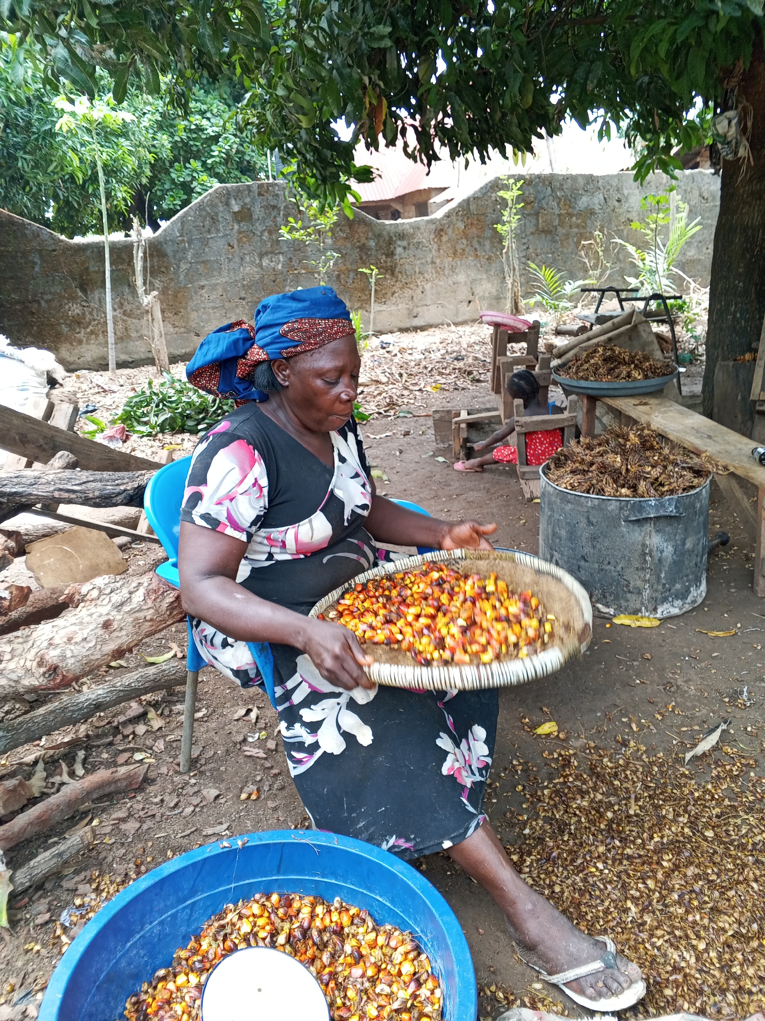 An elderly woman wearing a blue headscarf and floral print dress sits on a blue plastic chair in an outdoor area, possibly in the city of Unknown, Unknown. She is holding a woven tray filled with orange and yellow seeds or fruits, possibly palm nuts. A blue plastic bucket filled with the same seeds or fruits is placed on the ground beside her. She appears to be sorting or processing these items.
Around her, the ground is covered in scattered seeds or husks. There is a metal pot filled with a dark-colored, fibrous material, a small stool, and a metal cart in the background. Logs of wood are placed to the left. A stone wall is also visible in the background, partially obscured by trees. The scene suggests an agricultural or food processing activity.