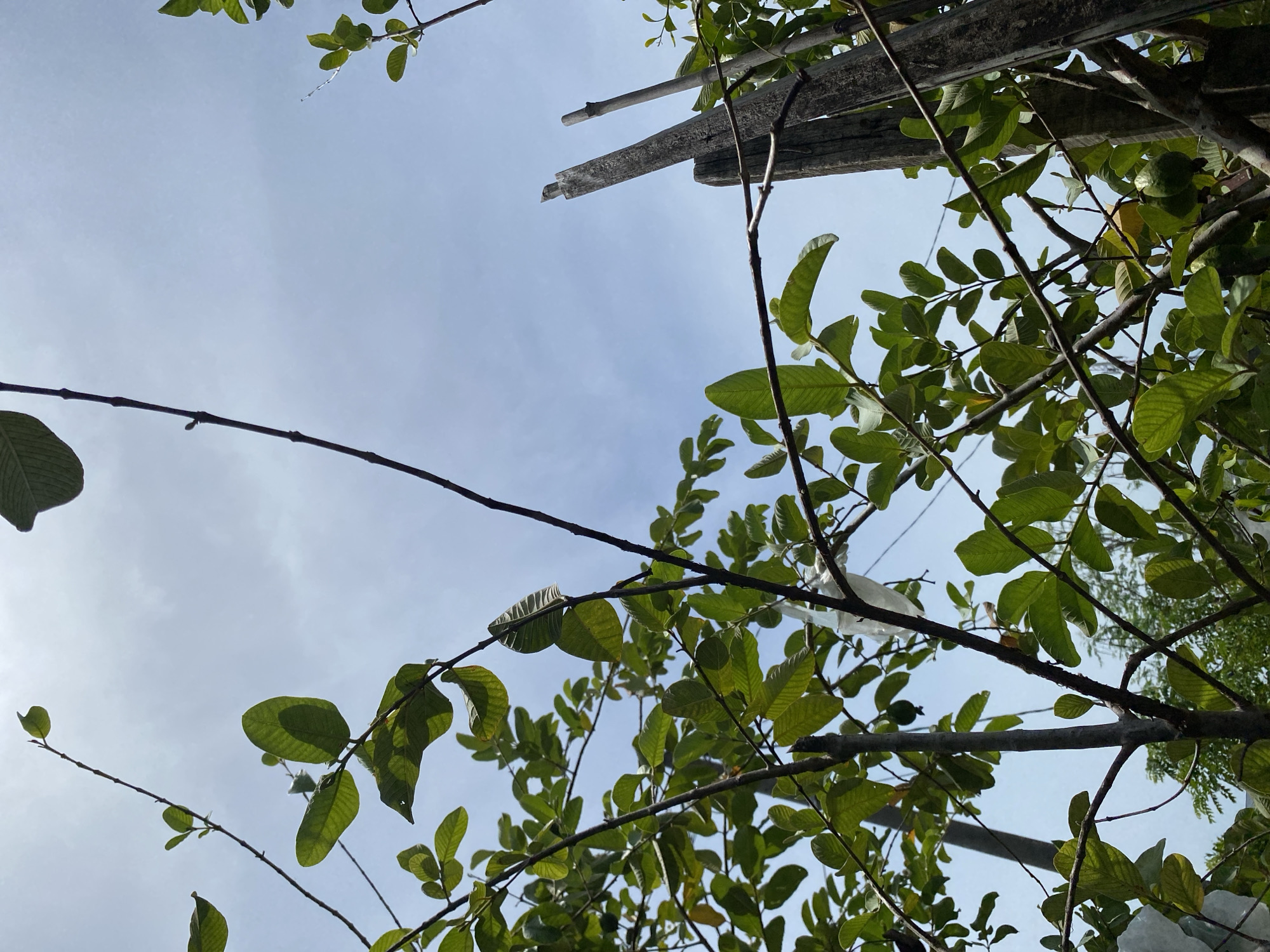This is a close-up, low-angle shot of a tree with green leaves and branches against a bright blue sky with some wispy clouds. In the background, two weathered wooden posts stand vertically, suggesting a fence or support structure. A small green fruit, possibly a guava, is visible on one of the branches. The overall impression is of a lush, natural setting, likely outdoors. This scene could be from anywhere in Banda Aceh, Indonesia, given its tropical climate which supports this type of vegetation.
