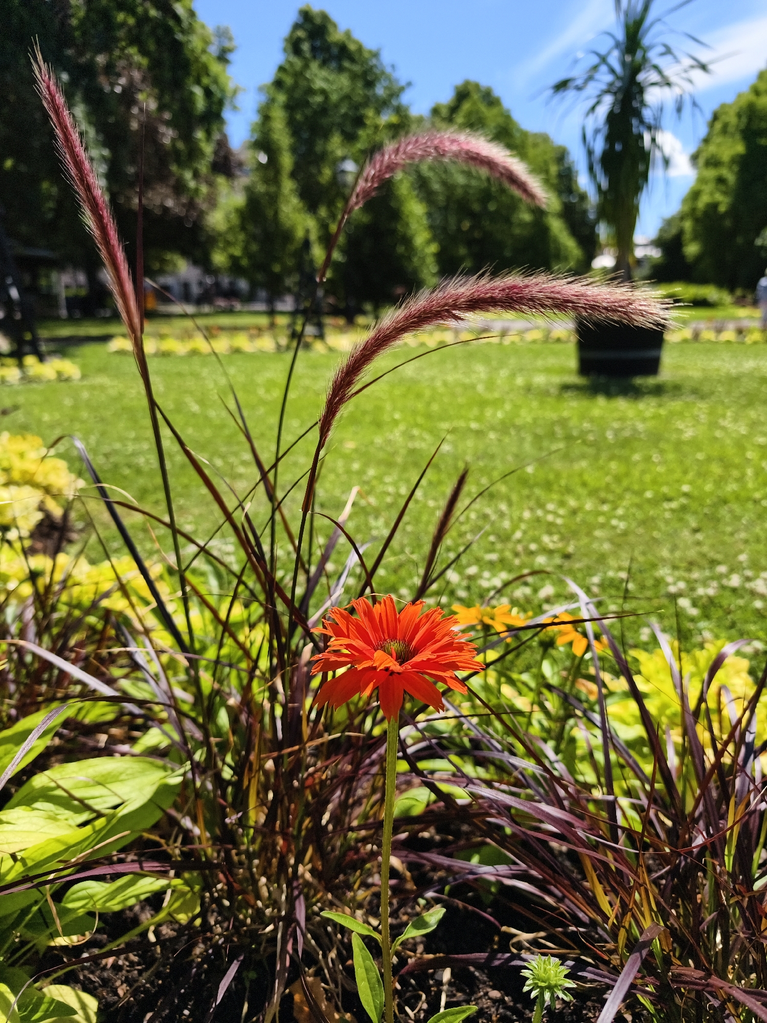 An outdoor, medium shot, eye-level, vertical, close-up photograph features a vibrant orange echinacea flower in the foreground. The flower is centered and in focus, with its petals splayed outwards. Surrounding the flower is a bed of dark green foliage and ornamental grass with reddish-purple blades. In the mid-ground, out of focus, a lush green lawn is visible, dotted with tiny white flowers. Beyond the lawn, a line of mature trees with dense green canopies creates a backdrop. A tall palm tree in a dark planter is also discernible on the right side of the image, silhouetted against a bright blue sky with scattered white clouds. The scene appears to be a well-maintained park or garden on a sunny day, possibly located in Norrköping, Sweden. No people or animals are present in the frame.