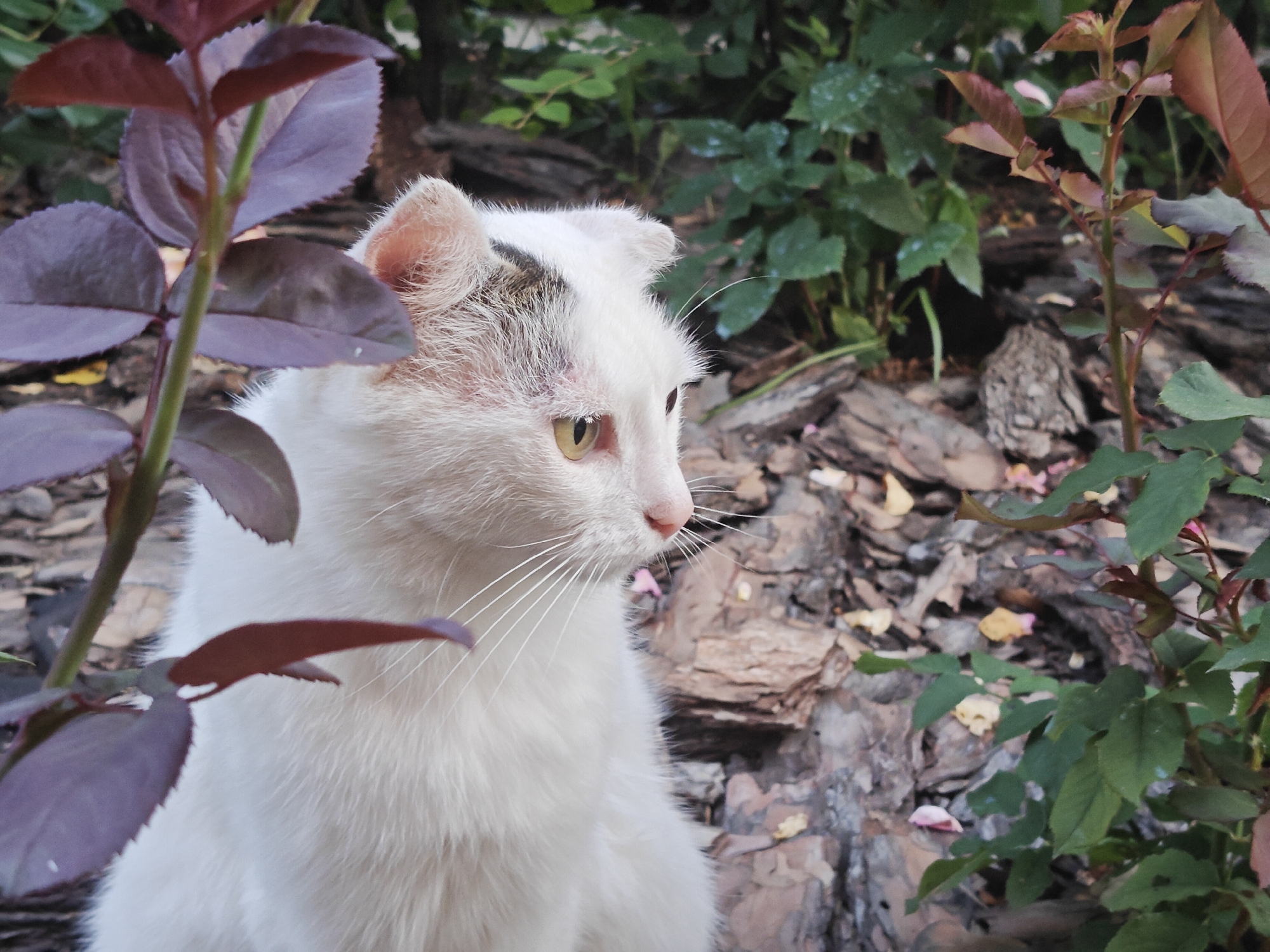A white cat with some dark markings on its head is sitting in front of a rocky, wooded area, partially obscured by purple and green foliage. The cat is looking to the right of the frame with its yellow eyes open and its pink nose visible. The background consists of rough bark and green leaves. The scene appears to be outdoors in a natural setting.