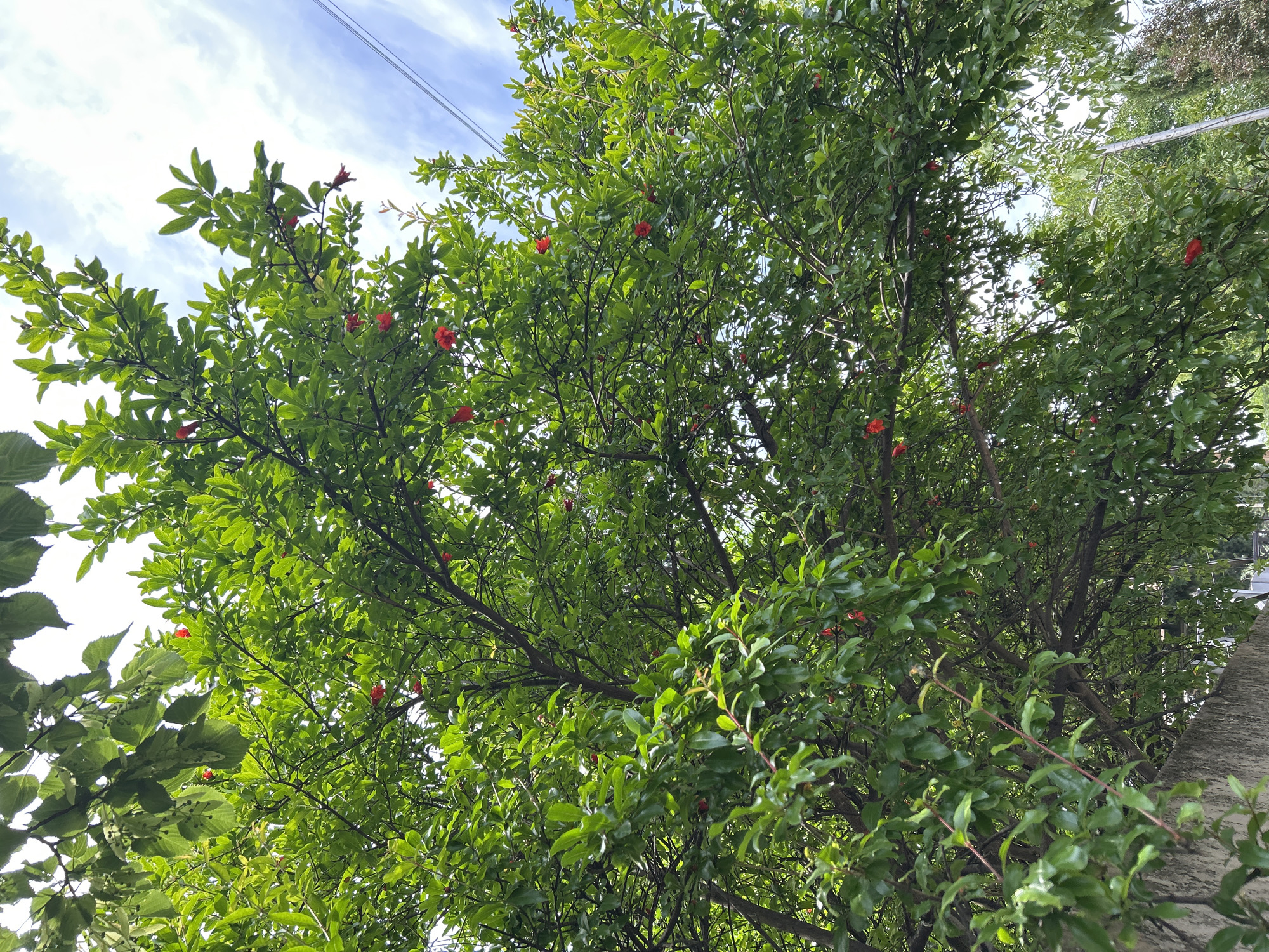 This image captures a dense canopy of trees from a low-angle perspective, looking upwards towards a partly cloudy sky. The primary tree, occupying most of the frame, features abundant bright green, elliptical leaves and numerous distinctive red, tubular flowers or developing fruit, consistent with a pomegranate tree (Punica granatum). Overlapping the upper left portion of this canopy is foliage from a second tree, characterized by lighter green, larger leaves and small dangling seed clusters, suggestive of a Linden tree (Tilia). Patches of blue sky with scattered white cumulus clouds are visible through gaps in the leaves, particularly in the upper right quadrant. A thin, dark utility wire extends diagonally across the upper right. In the lower left, a segment of a light-colored, textured concrete or stone wall is visible. Towards the lower right, a portion of a vertical utility pole or lamppost is partially obscured by foliage, with additional green vegetation and a darker, coniferous-like shrub in the background. The scene is brightly illuminated by daylight. No individuals or animals are present. The location is in the city of Unknown, Unknown.