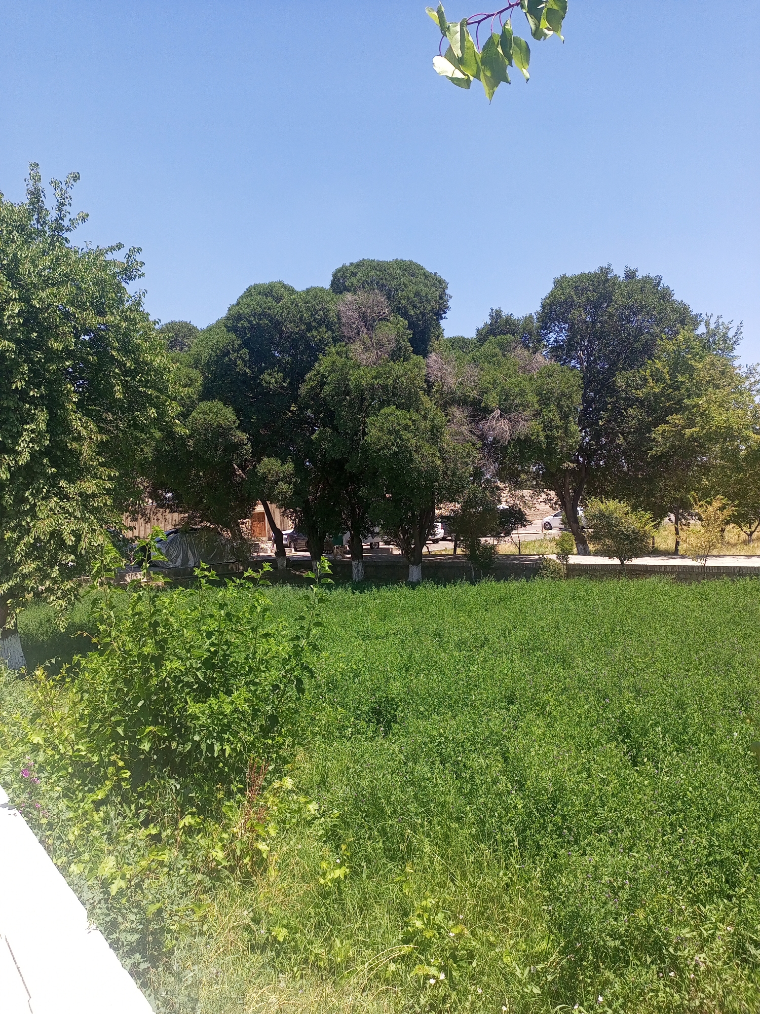 The image depicts a bright, sunny day in a park-like setting. In the foreground, a lush, dense field of green grass and smaller plants stretches across the lower half of the frame. To the left and extending into the background, a variety of mature trees with full, green canopies dominate the middle and upper portions of the image. Some of these trees are quite large, with thick trunks. The background reveals a road with a few vehicles, including a white car, and buildings partially obscured by the trees. The sky above is a clear, bright blue. The overall scene suggests an outdoor recreational area or a section of a city park.
