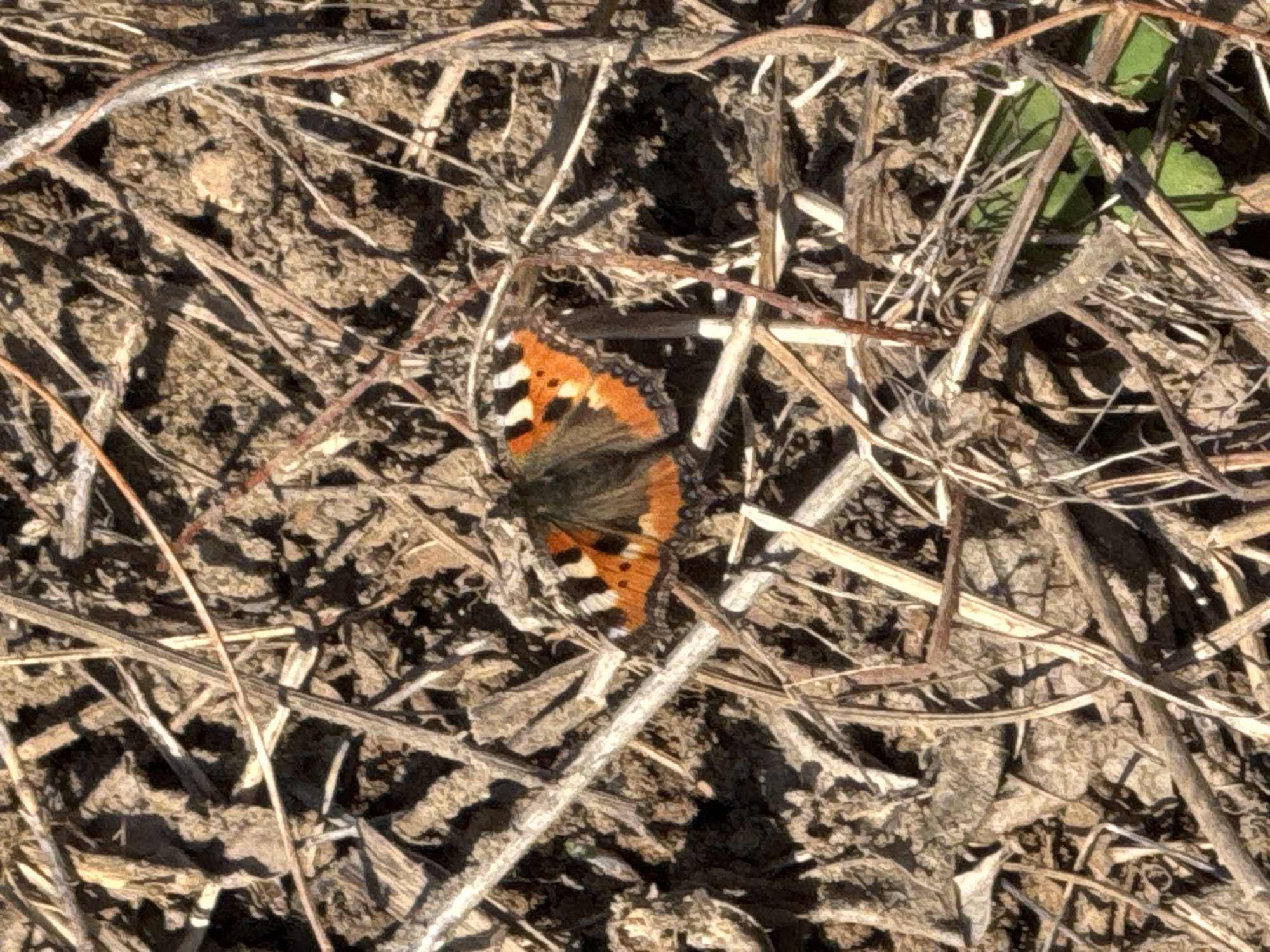 A butterfly is perched among dry twigs and brown leaves on the ground. There are also some small green leaves visible. The exact location in the city of Chaikovsky, Russia cannot be determined from the provided image.