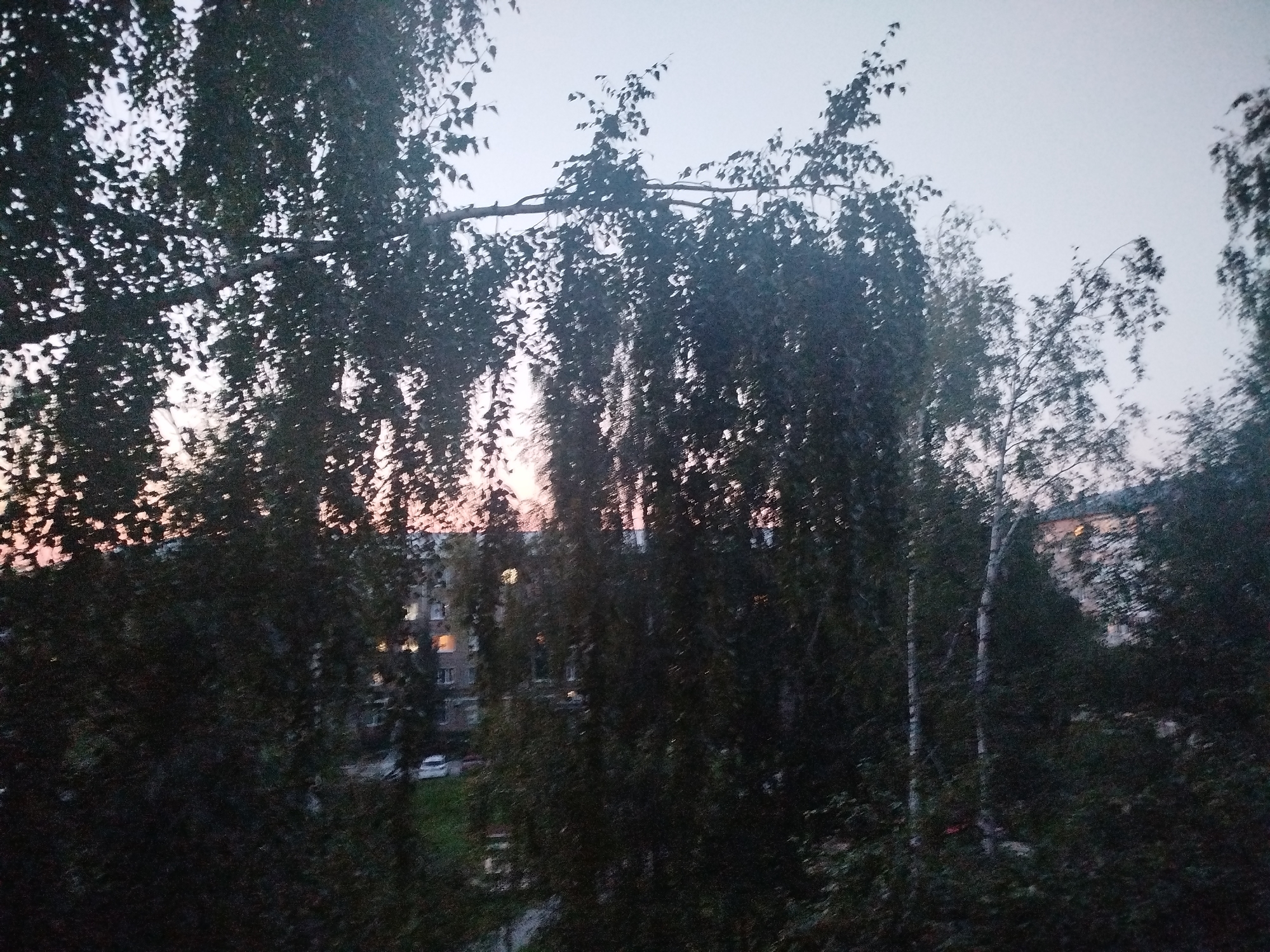 The image depicts a view through dense foliage, likely from a window or balcony, looking out towards a residential area. The foreground is dominated by the dark silhouettes of trees with sparse leaves, allowing glimpses of the scene beyond. In the mid-ground, a multi-story apartment building is visible, with some windows illuminated, suggesting it is evening or night. A white car is parked on the street in front of the building. The sky above is a pale, hazy color, indicating either dawn or dusk. The overall impression is one of a quiet, urban evening in Votkinsk, Russia, seen through a natural screen of trees. The lighting suggests the sun has recently set or is about to rise, casting a soft, diffused light on the scene. The foliage in the foreground obscures details and adds a sense of depth and privacy to the view. No people or specific activities are discernable, making it a serene, almost melancholic, snapshot of an urban landscape at twilight.