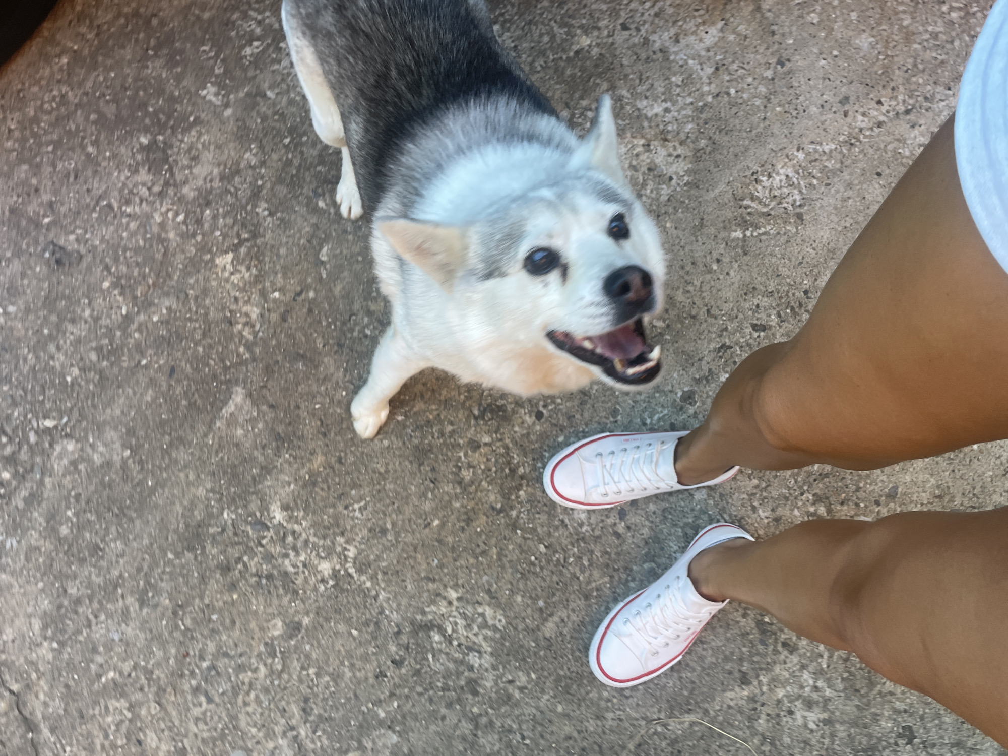 A person's legs and feet, clad in white Converse sneakers with red trim, are visible in the foreground, positioned on a rough, grey concrete surface. To the right and slightly above the legs, a husky dog is lying on its back with its mouth open. The dog's fur is a mix of black, grey, and white. The scene is outdoors, on a concrete ground, characteristic of an urban environment. The image does not provide information to place it in Baranovka, Russia.