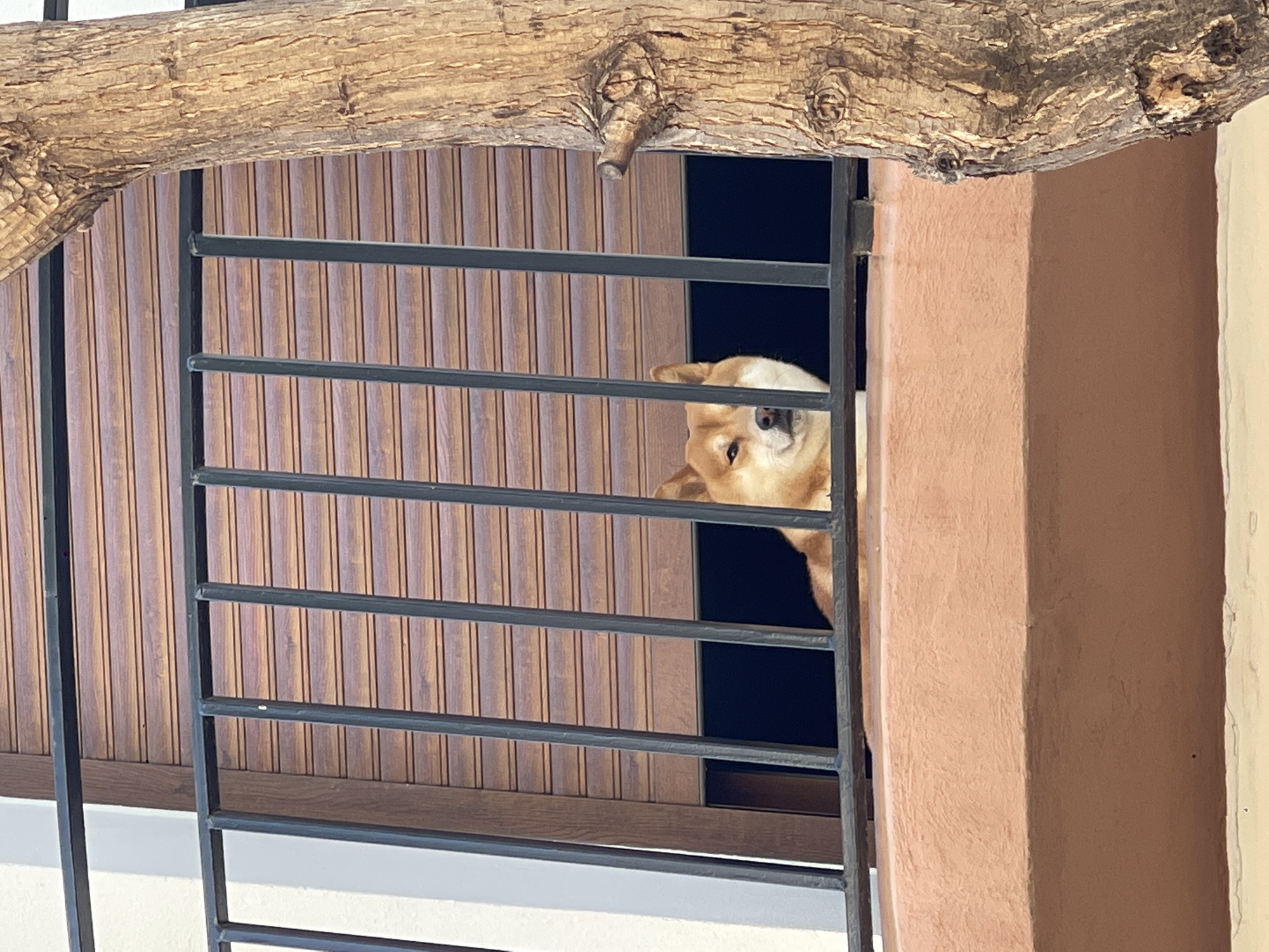 A light-colored dog, possibly a chihuahua or similar small breed with tan fur, is peeking out from behind a dark metal grille. Only its head and upper body are visible, turned towards the viewer with a curious and watchful expression. The dog's muzzle and part of its face are obscured by one of the horizontal bars.
The setting appears to be an exterior view of a building, likely a balcony or window in Picanya, Spain. A thick, textured tree branch or log extends horizontally across the top of the frame, partially obscuring the view of the background. Behind the dog and the metal grille, there is a dark, undefined interior space, and to the left, a vertical wall or shutter with brown wooden slats. To the right, a reddish-brown or terracotta-colored wall or pillar of a building is visible. Below the grille, a white surface, possibly a ledge or balcony floor, is present.
The bright, even lighting suggests it is daytime, under clear skies. There is no visible text in the image. The architectural elements and the presence of the tree branch create a serene, residential atmosphere.