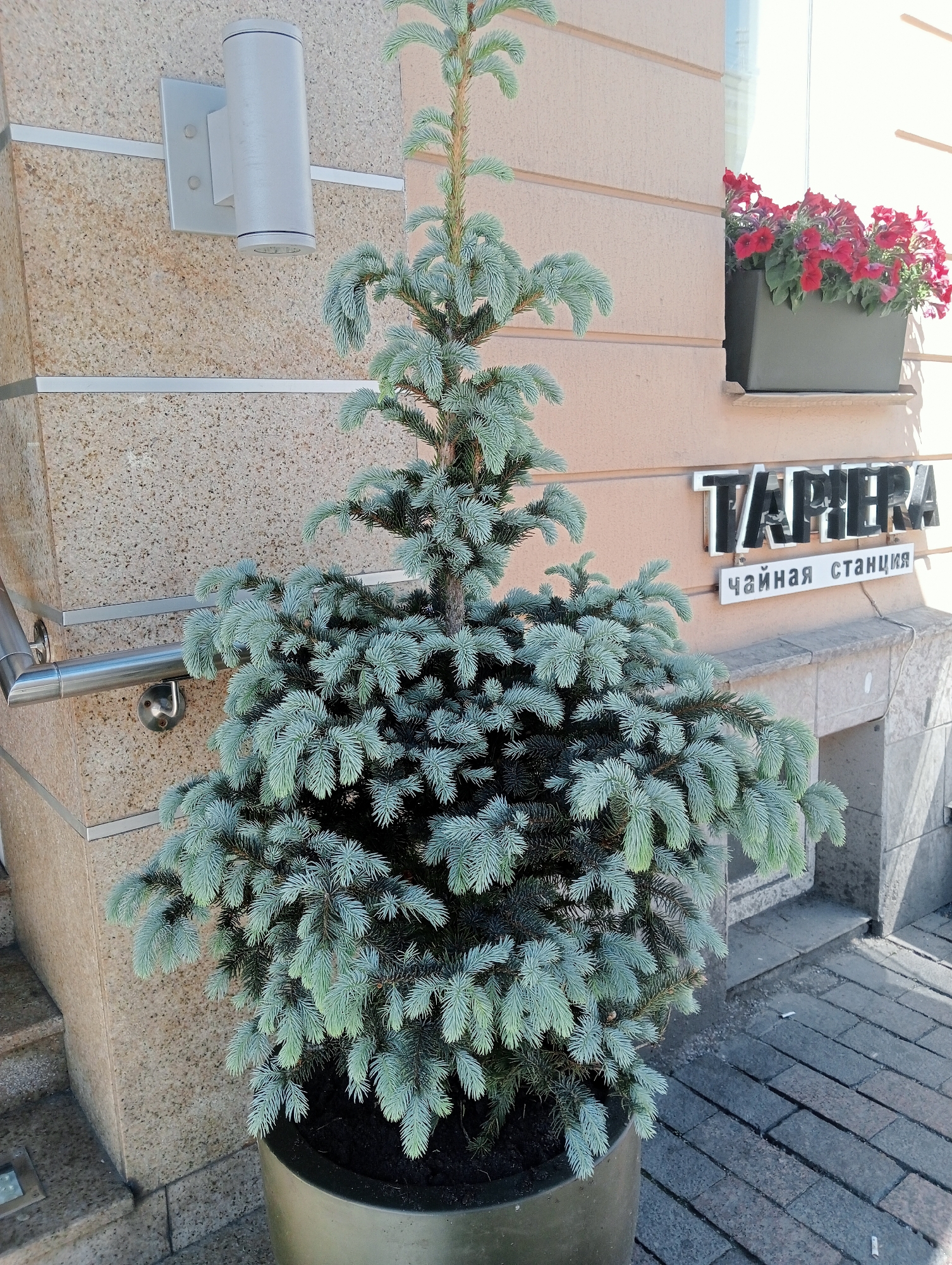 The image depicts an outdoor scene in front of a building, likely in Saint Petersburg, Russia, given the Russian text on the signage. In the foreground, a potted evergreen tree, possibly a spruce with bluish-green needles, stands in a large metallic planter. The tree is lush and bushy, with its branches extending outwards. To the left of the tree, a metal railing is attached to a building with a textured, light-brown facade. Above the railing and to the left of the tree, a modern outdoor wall light fixture is mounted.
Further back, a planter box filled with bright red flowers, likely petunias, is visible on a ledge beneath a window. The building's facade in this area is a light pinkish-tan color with horizontal banding. Below the window, a sign with the word "ТАРИЕРА" in large, raised, metallic letters is mounted, with a smaller sign underneath that reads "чайная станция," meaning "tea station" in Russian. The ground in front of the building is paved with dark gray rectangular bricks, and a few cigarette butts are scattered on the pavement. The overall scene suggests a commercial establishment, possibly a cafe or teahouse, with an emphasis on creating an inviting outdoor atmosphere. The lighting indicates it is daytime, with clear weather conditions.
