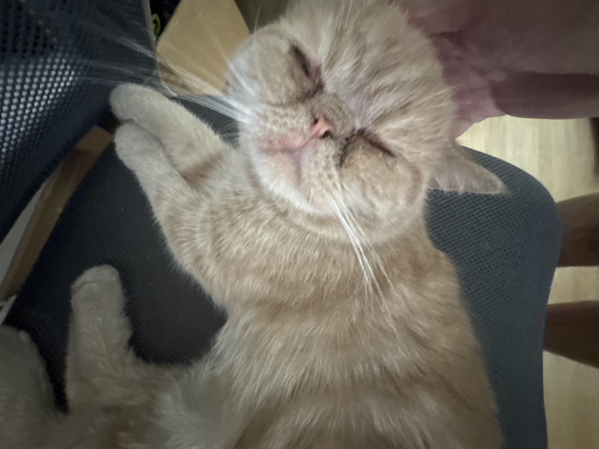 A light brown cat with closed eyes and its head tilted to the side is lying on a dark blue mesh surface. The cat's fur is short and appears soft. Its paws are visible, with one front paw resting on top of the other. A hand, with a pinkish hue, is gently touching the cat's head, near its ear. The background is blurred, showing hints of wooden furniture and a dark grid pattern. The scene suggests a moment of relaxation or sleep for the cat. There is no discernible information about the location in the city of Perm, Russia, in this image.