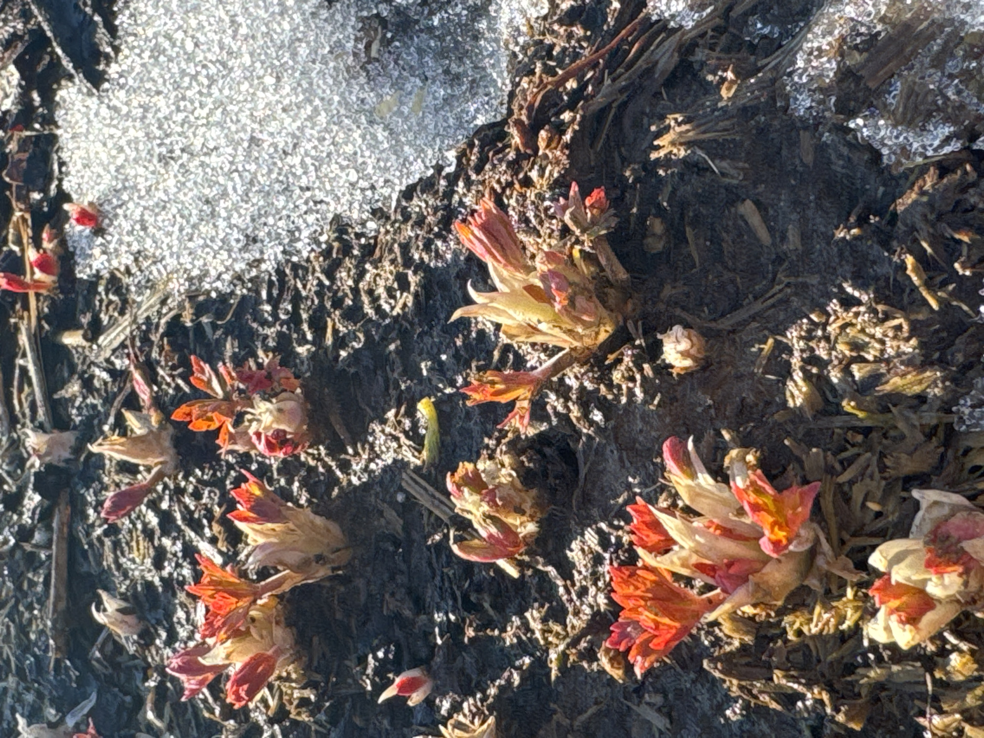 The scene depicts ground covered with dark soil mixed with remnants of dry vegetation and patches of melting snow or ice. Several small, budding plants are visible, featuring red or orange-tinged leaves emerging from pale stems. The plants are scattered across the soil, with some located near the receding snow. The lighting suggests a sunny day, casting shadows across the uneven surface. While the image is taken in Вассята, Russia there is no other location information.