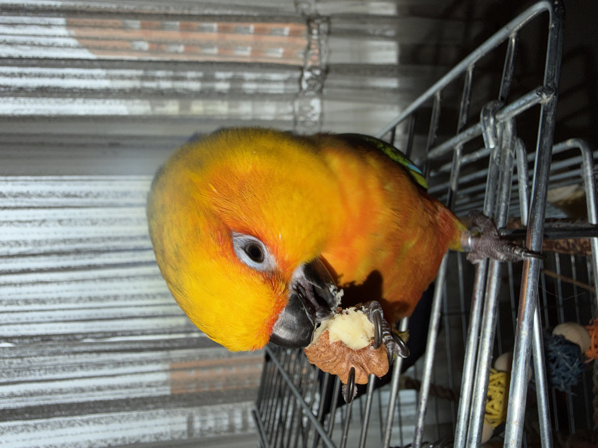 A close-up, low-angle shot shows a sun conure parrot in a cage. The parrot is predominantly bright yellow with orange and red accents on its chest and wings. Its beak is black, and its eye is dark with a pale blue ring around it. The parrot is holding a piece of food in its claw and eating it. The food appears to be a small nut or seed with a light-colored center. The parrot's feet are gray with sharp talons, and it is gripping the bars of the metal cage.
The cage bars are silver and silver-colored. Behind the parrot, the background consists of a gray, slatted surface that appears to be blinds or a similar material. A darker, out-of-focus area is visible to the right, showing more of the cage's interior, including some colorful bird toys.
The lighting is somewhat dim, suggesting an indoor setting possibly at night or in a room with low light. The image is sharpest on the parrot's head and the food it is eating. No visible text is present in the image. The parrot's focused expression suggests it is engrossed in its meal. The overall scene depicts a common domestic pet moment.