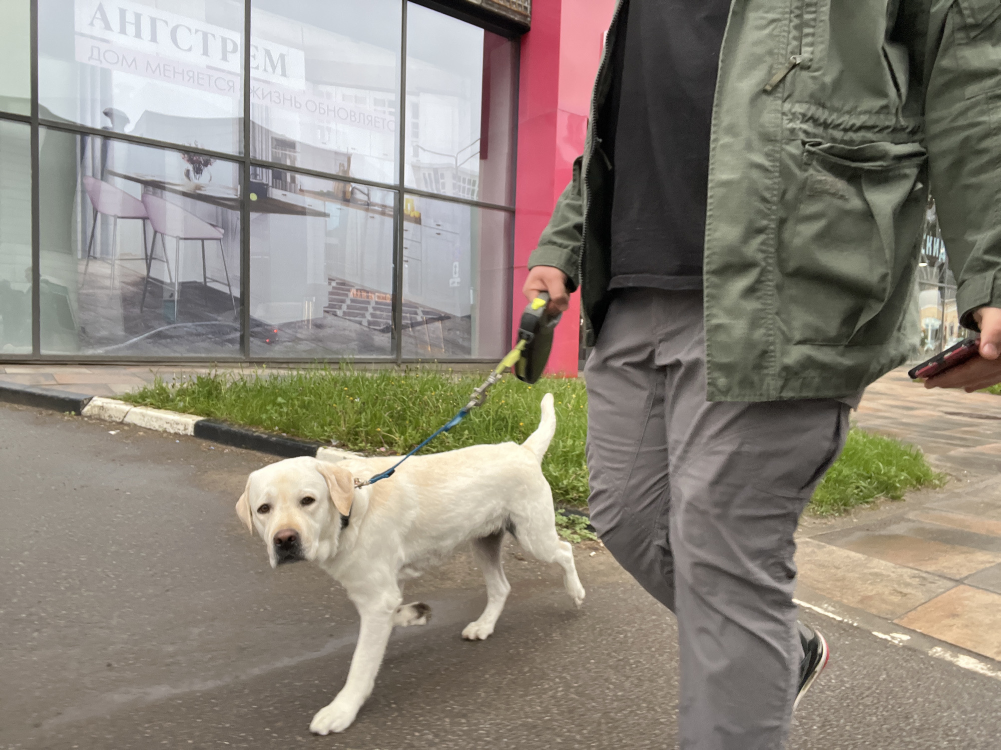 A light-skinned person in a black t-shirt, grey pants, and a green jacket is walking a light-yellow Labrador retriever on a leash along a paved area in Mytishchi, Russia. The person is holding a cell phone in their right hand. The dog is walking to the left, towards the curb. In the background, a large glass window displays furniture. Above the furniture display, the word "АНГСТРЕМ" is visible. The surrounding environment includes grass, sidewalks, and a portion of a building colored in pink. The area appears to be wet.