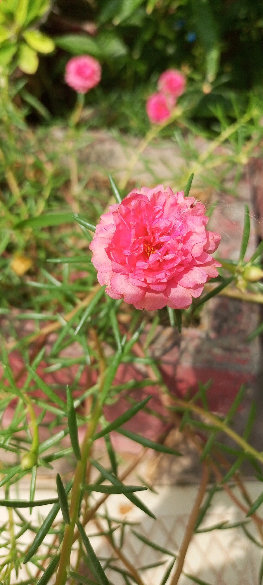 A close-up, vertical shot shows a bright pink, multi-petaled flower in the foreground. The flower is in focus, with its delicate petals unfurling around a central yellow stamen. A few wispy strands, possibly spider silk, are caught on the petals. The background is a blur of green foliage and hints of pink flowers, suggesting a garden setting. The image appears to be taken outdoors, with natural light illuminating the scene. There are no people or specific landmarks visible that would indicate a location in the city of Toru, Pakistan. The surrounding vegetation consists of thin, needle-like green leaves and stems. The overall impression is one of a vibrant, blooming plant in a natural environment.