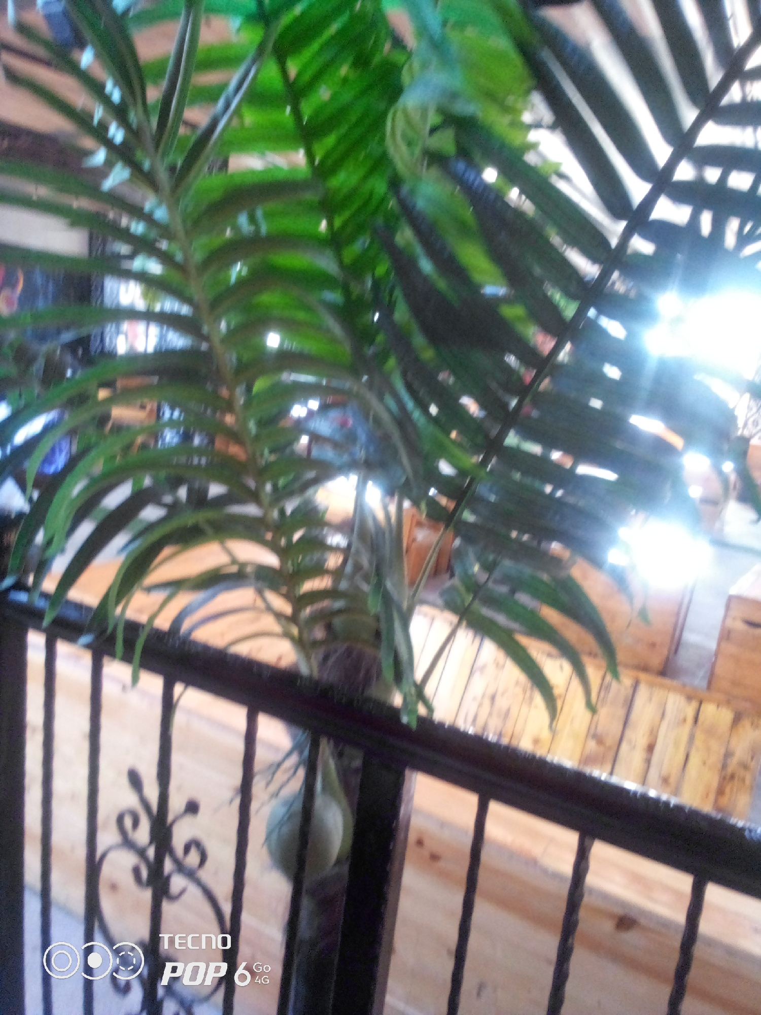 A slightly out-of-focus indoor shot shows a large potted plant with green fronds dominating the foreground. A black metal railing runs across the bottom of the frame, separating the plant from a wooden floor or furniture in the background. Sunlight or artificial light is creating a strong lens flare in the upper right portion of the image, obscuring some of the background detail. The lower left corner of the image contains a "TECNO POP 6 4G" watermark. The image is likely taken inside a building in Howayi, Nigeria, possibly a restaurant or a lobby area, given the presence of wooden furniture and the indoor plant. No people are visible in the image.