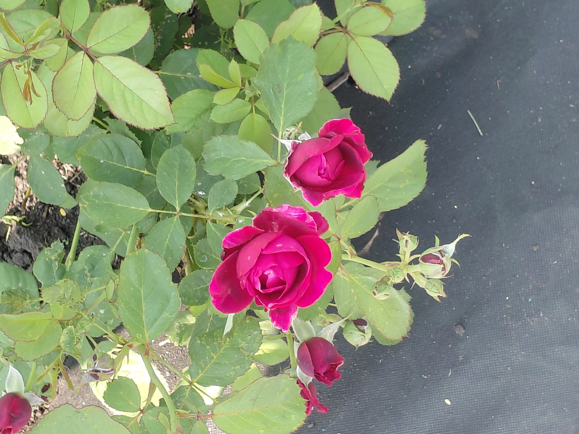 The image shows a close-up, high-angle shot of a dark pink rose bush. There are three main rose blooms visible: one fully open in the center, and two partially open to its left and right. The roses have multiple layers of petals and are a deep, rich pink color, with some lighter pink accents. The leaves of the rose bush are a vibrant green, with serrated edges, and are arranged in clusters. The stems are thin and green, with some visible thorns. The background is a mix of dark soil and a dark, textured fabric, possibly landscape fabric or mulch. The lighting suggests it is daytime, with sunlight casting some shadows and highlighting the textures of the leaves and petals. The overall impression is of a well-maintained rose plant in an outdoor garden setting, possibly in the town of Novoselovo, Russia, given the provided context. There are no people or animals in the image, and no overt actions or interactions are depicted. The scene is static and focused on the natural beauty of the roses and foliage.