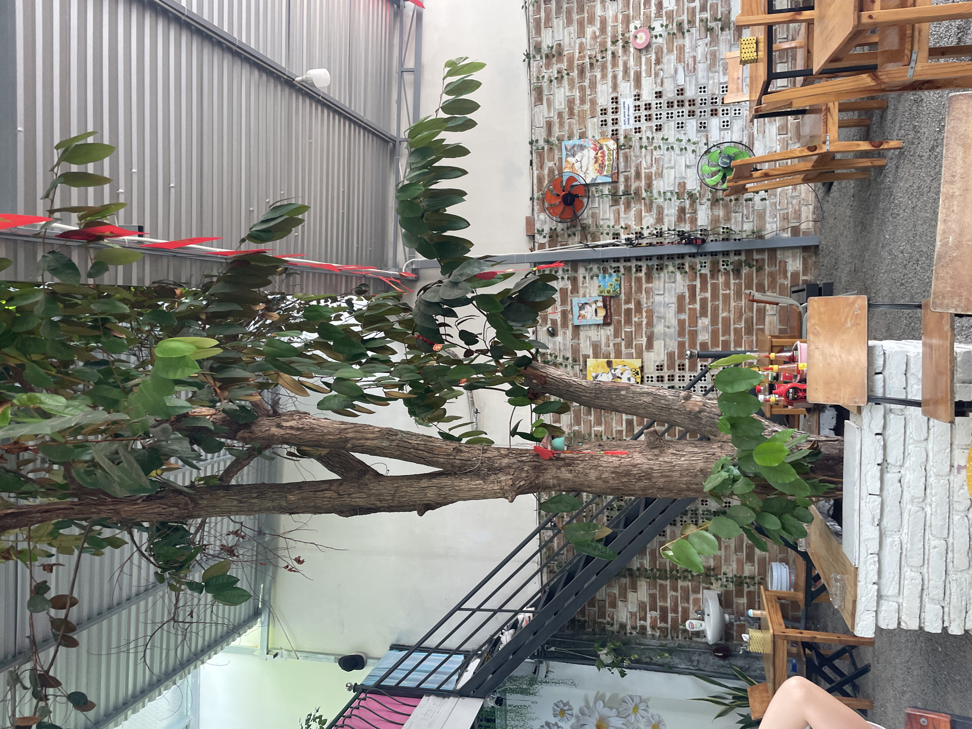 The image depicts the interior of a cafe in Nha Trang, Vietnam, featuring a rustic and natural ambiance. A large tree with lush green foliage is centrally located, its trunk partially covered by climbing ivy that also adorns the brick wall. The cafe has an open-air feel with a corrugated metal roof supported by a metal frame, allowing natural light to filter in.
The seating area is furnished with simple wooden tables and chairs, some of which are arranged around the central tree. The walls are made of brick, with some sections painted white. Decorative elements include colorful paintings of cats and sunflowers on the brick wall, along with a red fan and a green fan. Red decorative ribbons hang from the ceiling and the tree branches, adding a festive touch.
In the background, a metal staircase leads to an upper level, with a sink and soap dispenser visible near its base. The flooring is a mixture of gravel and concrete. A person's leg is visible in the lower left corner of the image, suggesting the presence of patrons. The overall impression is that of a casual, relaxed cafe designed to integrate nature into its indoor space.