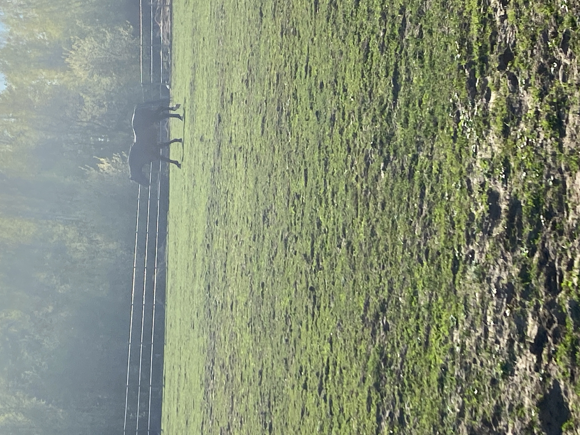 The image shows a grassy field bordered by a metal fence and trees, with two dark horses grazing near the fence. The location is unclear, but it could be near Chaikovsky, Russia. The field appears moist, with some areas of muddier or more textured ground cover. No people are visible. The primary action is the horses grazing.