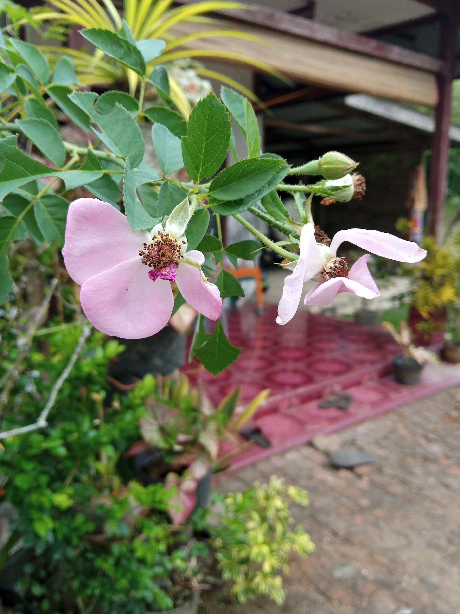 The image shows two light pink flowers in focus with a green stem and leaves, positioned in the foreground. The flowers appear to be in a state of partial bloom and slight decay. Behind the flowers are various potted plants with green and pink leaves. The background reveals part of a house or building with a red and white patterned floor mat. The environment appears to be a residential area, specifically the city of Palohigeuh, Indonesia. There are no people visible in the image, and the overall scene is still and focused on the plant life and architecture.