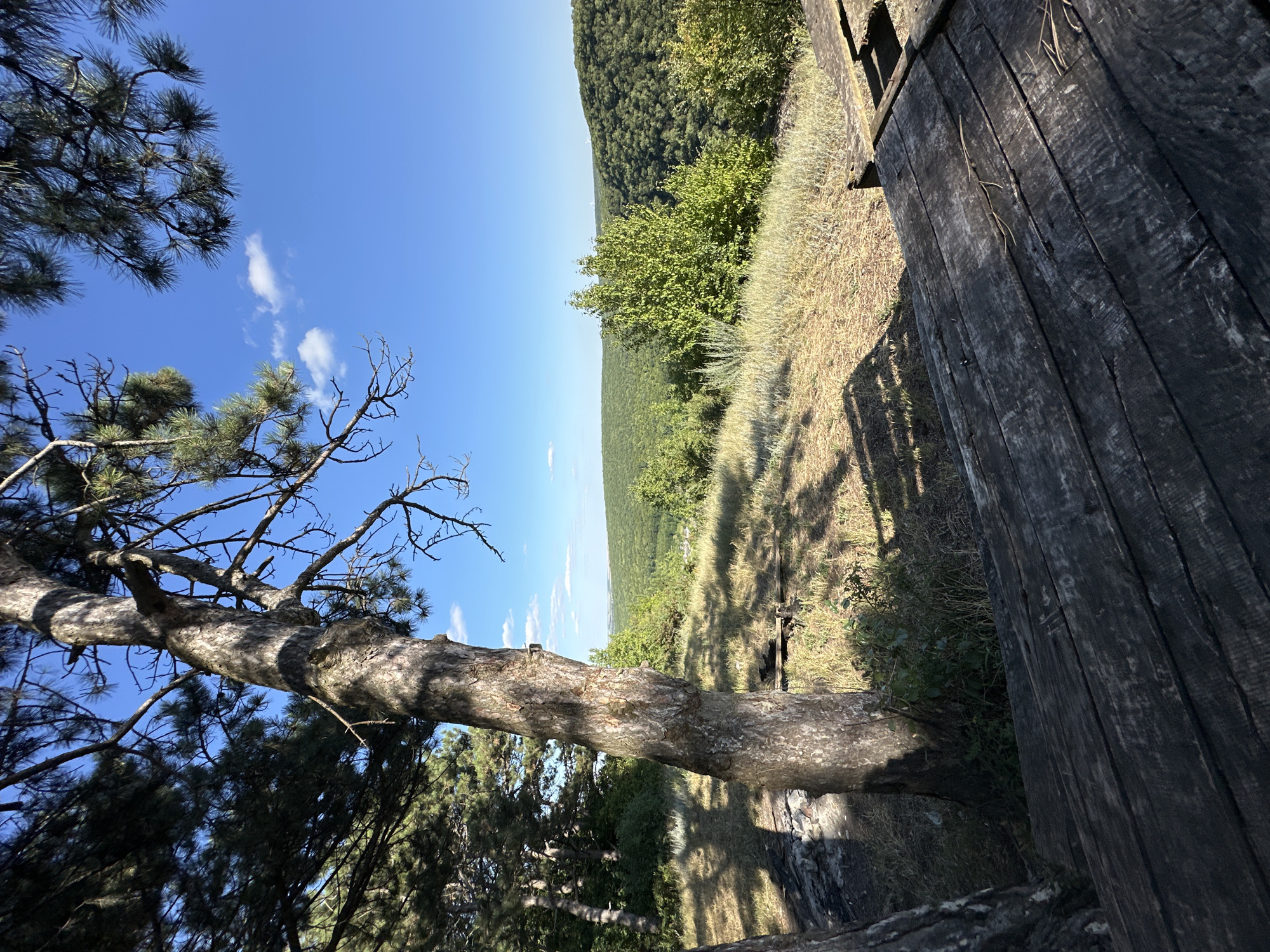 The image depicts a view from a wooden picnic table in a wooded area, overlooking a valley of green hills under a clear blue sky. A large tree trunk is prominent in the foreground, with its bark textured and weathered. The ground is covered in dry grass and scattered pine needles, with dappled sunlight casting shadows from the trees. In the distance, rolling hills covered in dense forest stretch towards the horizon. The location appears to be a natural, scenic spot, possibly a park or a viewpoint within the city of Makiv, Ukraine.