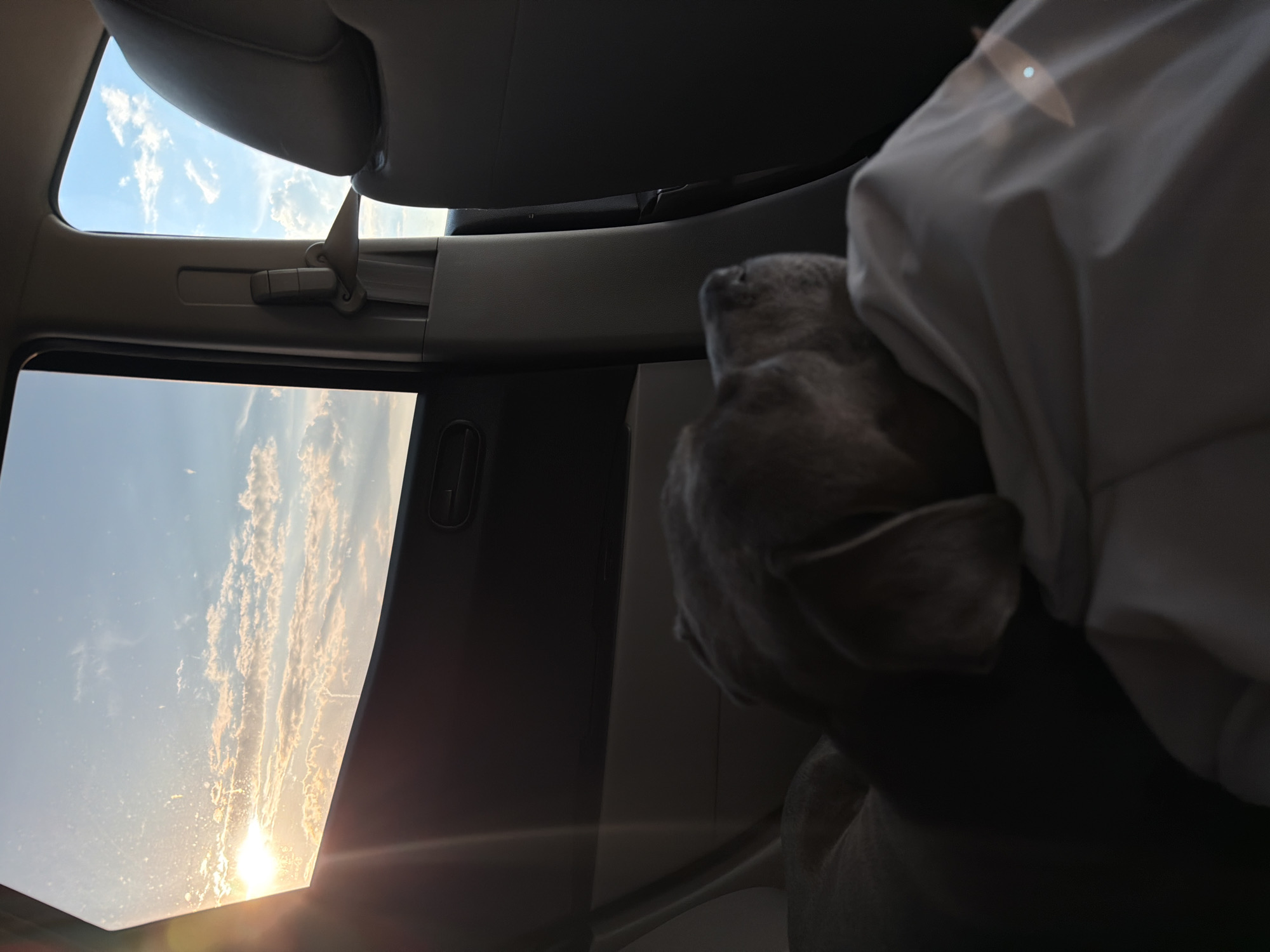 The image shows the interior of a car, likely taken during a sunset or sunrise. The sunroof reveals a sky with clouds illuminated by the sun. A dog is present in the car, resting its head near a white piece of fabric or clothing. The interior of the car features grey tones for the seats and interior panels. The location of Radievo, Bulgaria is not evident within the image's content.