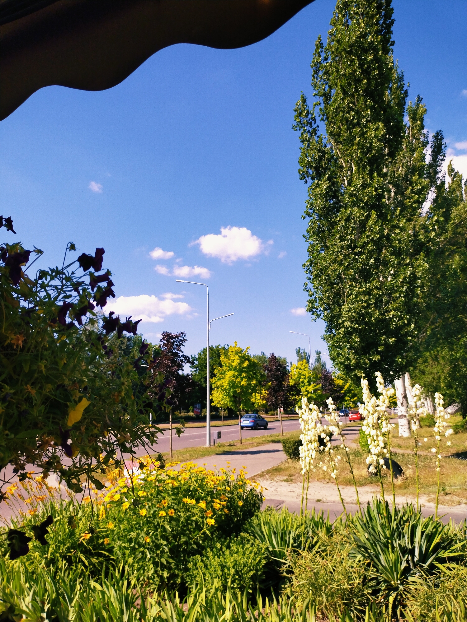 The image captures a bright, sunny day in Horishni Plavni, Ukraine. The scene is a roadside view, with a clear blue sky dotted with fluffy white clouds. In the foreground, lush green foliage dominates, interspersed with vibrant yellow flowers and tall stalks of white blossoms, suggesting a well-maintained garden or park area. Dark purple flowers hang from a vine in the upper left quadrant, adding a touch of deep color.
Beyond the greenery, a road runs horizontally across the frame, with a few cars visible. One blue car is driving away from the viewer on the left side of the road, and a red car is further down the road. Streetlights stand along the roadside, indicating an urban or suburban setting.
A very tall, slender tree with dense green foliage stands prominently on the right side of the image, its height emphasized against the expansive sky. Other trees with varying shades of green and some with bright yellow leaves line the road, creating a diverse natural landscape.
The overall impression is one of a pleasant, warm day, likely late morning or early afternoon due to the bright sunlight and clear skies. The scene is peaceful and showcases a blend of natural beauty and urban infrastructure. There is no visible text in the image.