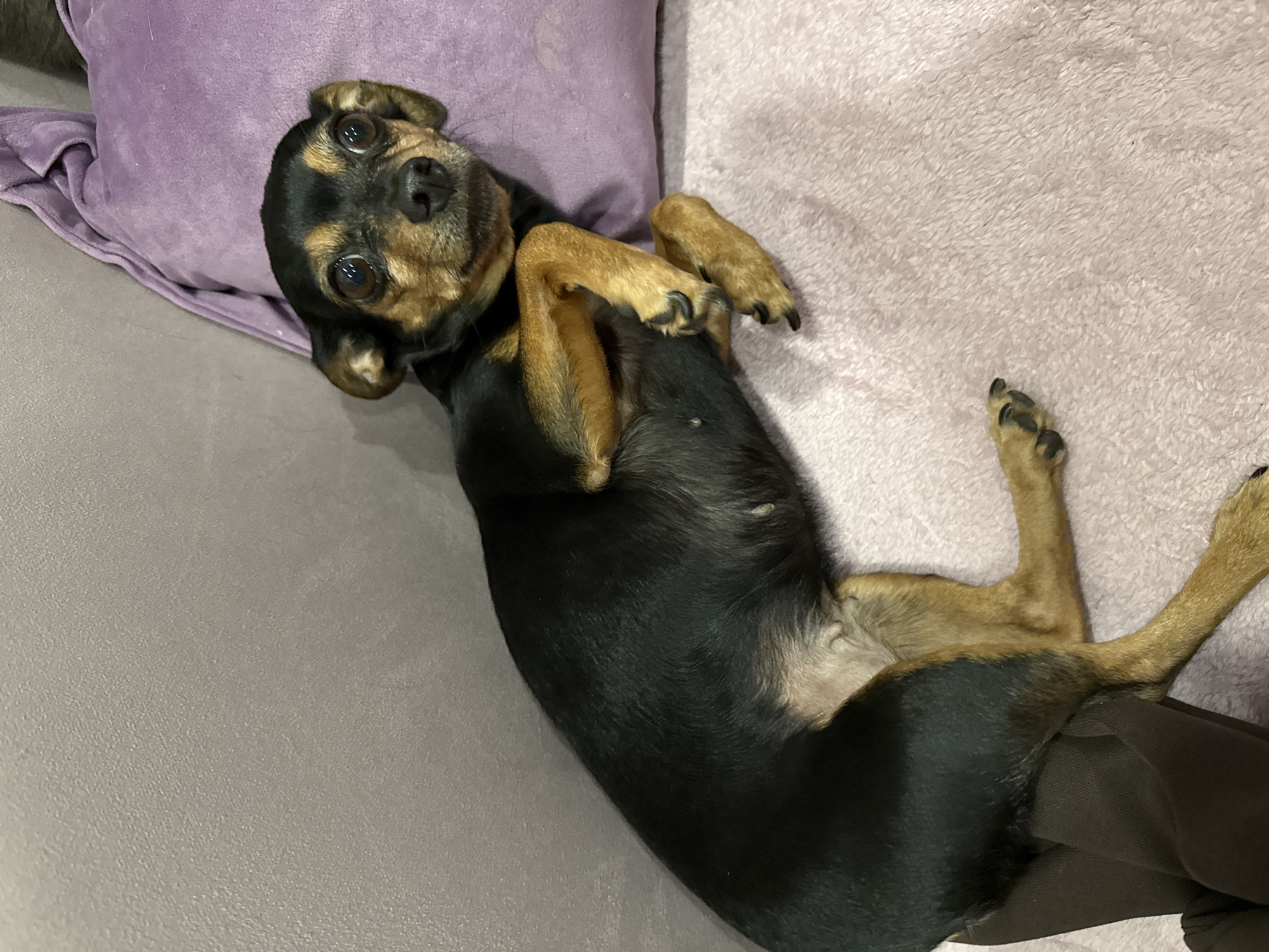 A black and tan dog is lying on its back on a light purple couch. The dog is near a purple pillow. The background includes a light purple couch. The location is not discernible from the provided image.