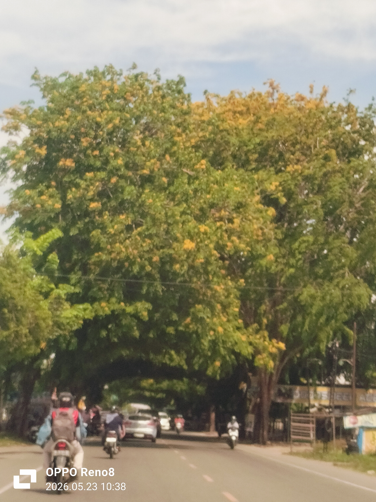 The image, likely taken on May 23, 2026, at 10:38 AM based on the embedded timestamp, shows a street in Tibang, Indonesia. The scene is dominated by large, mature trees with green foliage interspersed with yellow blossoms, forming a natural canopy over the road. The trees line both sides of the road. Motor vehicles, including motorcycles and a car, are traveling on the asphalt road. Several people are riding the motorcycles. A commercial building or structure with signage is visible on the right side of the road. The sky is partly cloudy.