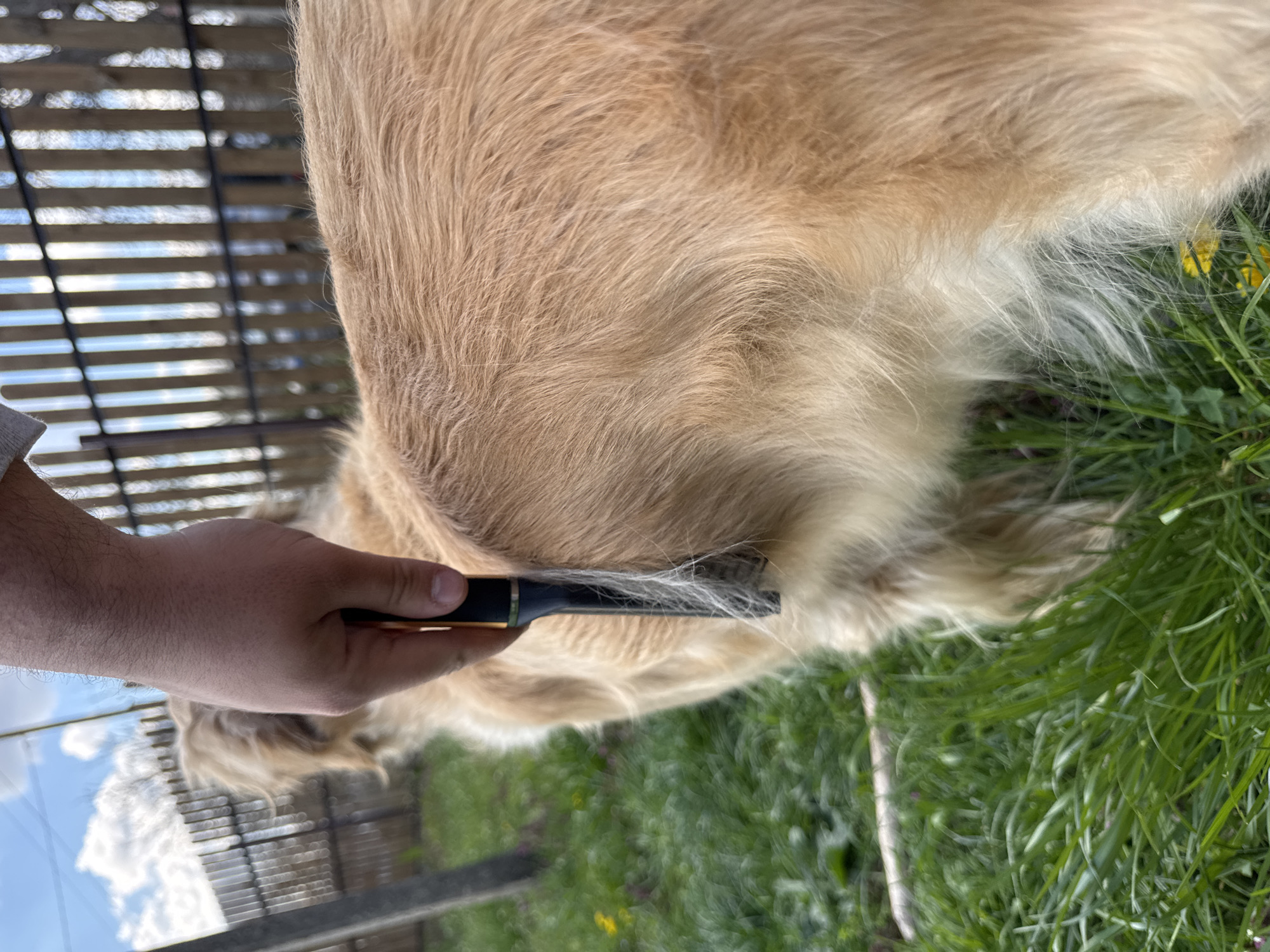 A person's hand holds a black and gold grooming brush against the light-brown fur of a dog outside on grass. The setting appears to be Stan, Bulgaria, with a blurred background of a partially visible wooden fence under a slightly cloudy sky. The image is taken from an angle that makes the dog appear larger and closer to the camera. The action is grooming.